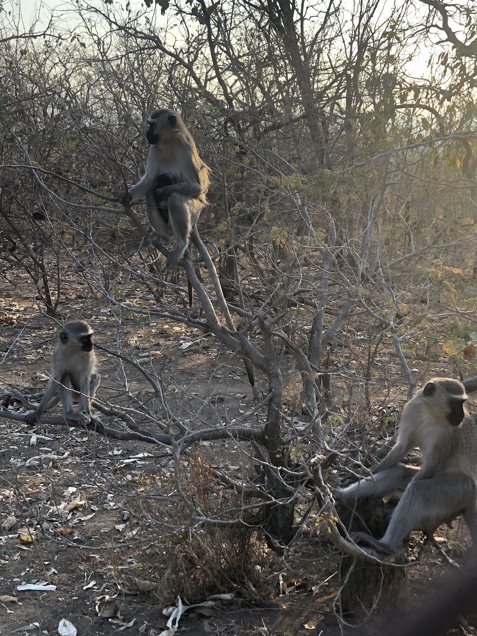 Always surrounded by monkeys.