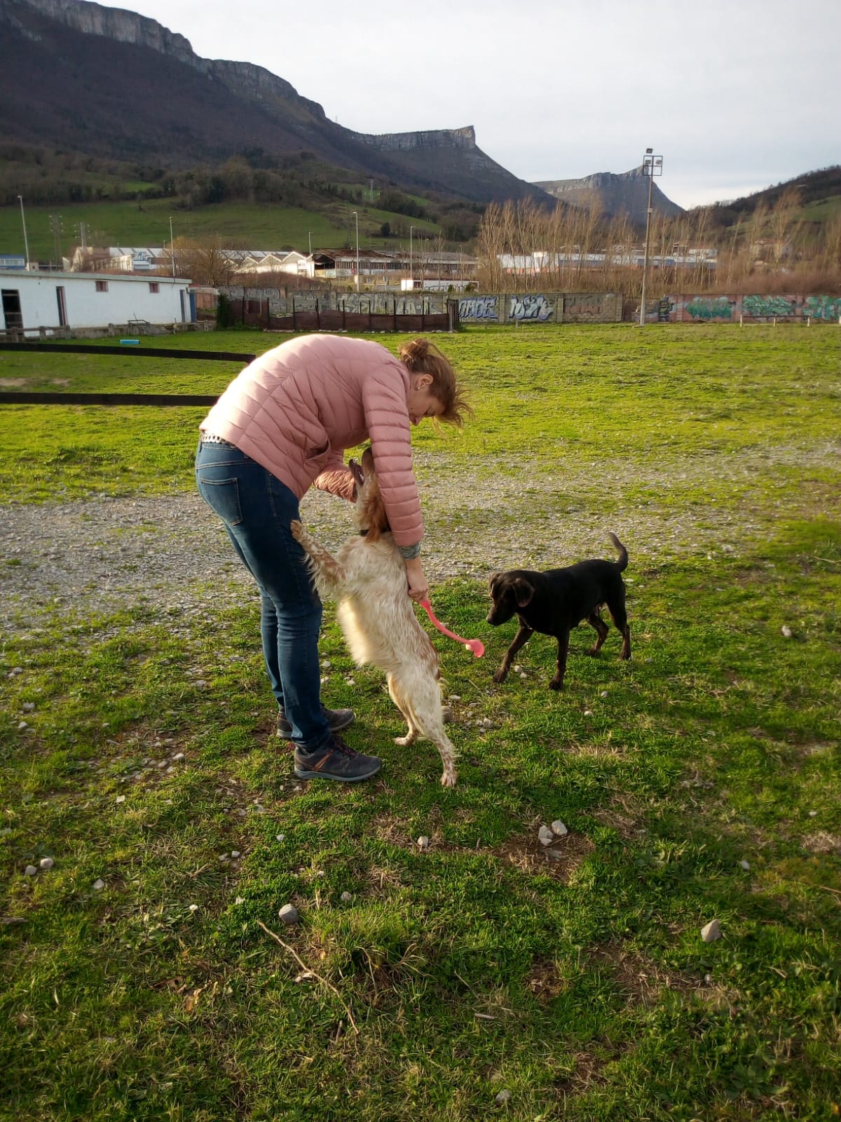 Taking care of animals
