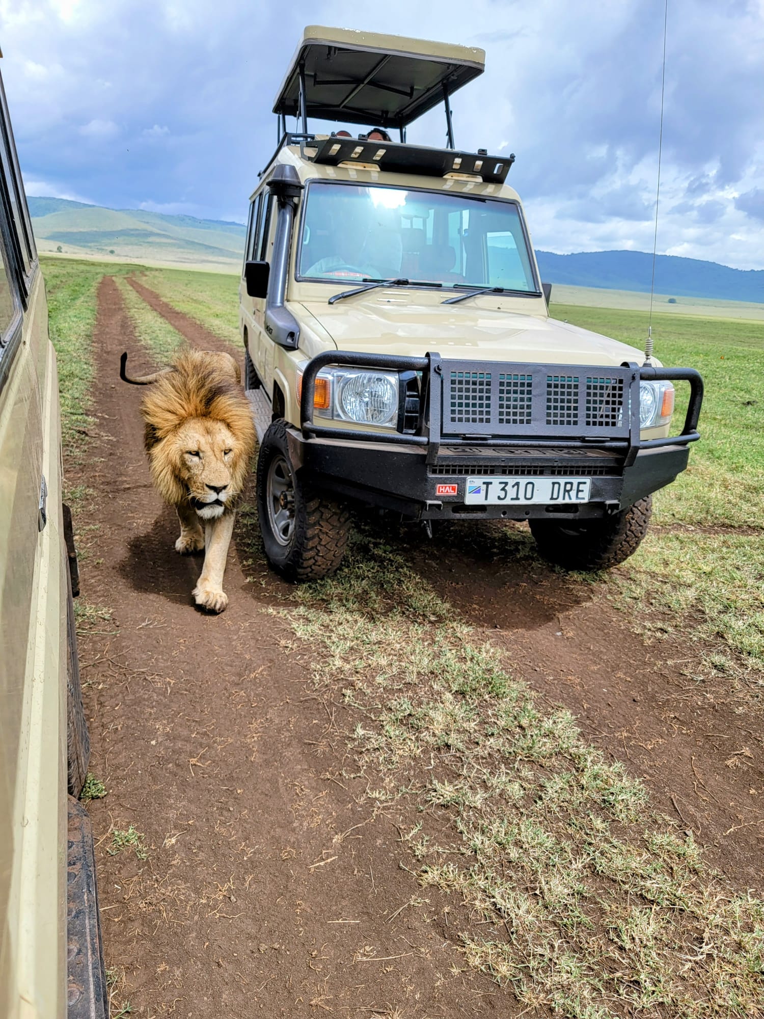 Serengeti Safari