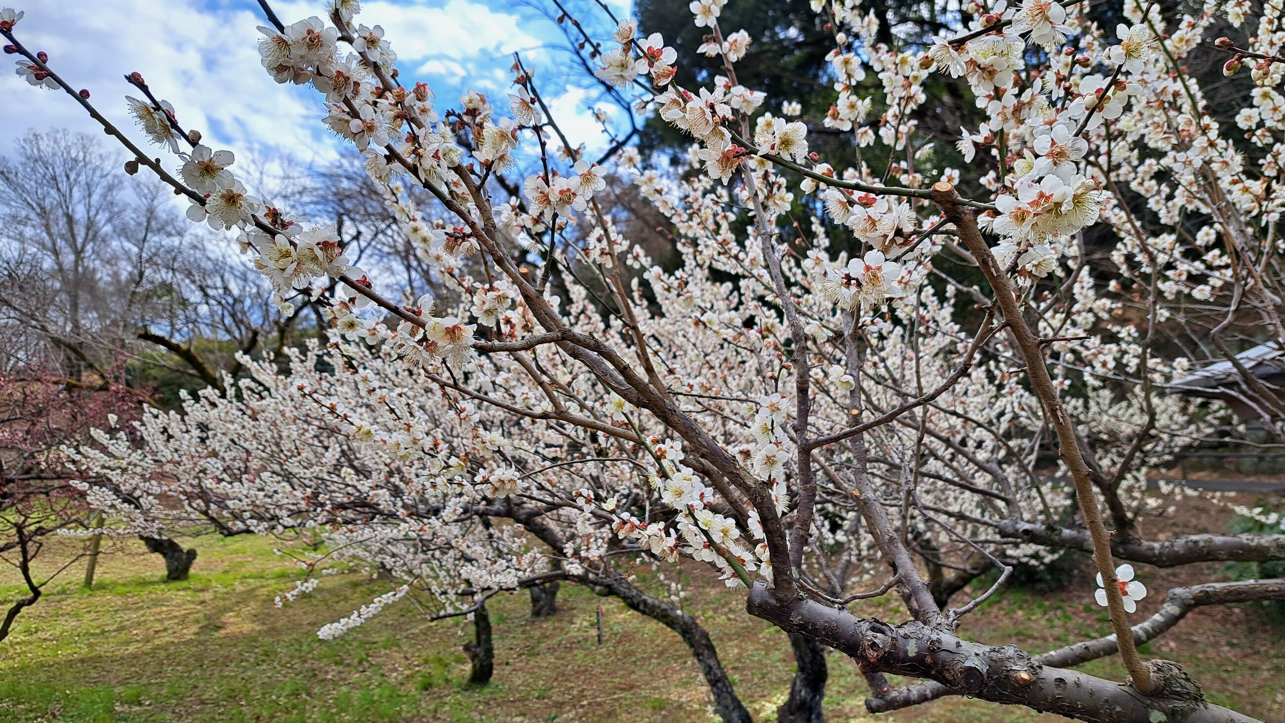 cherry blossoms