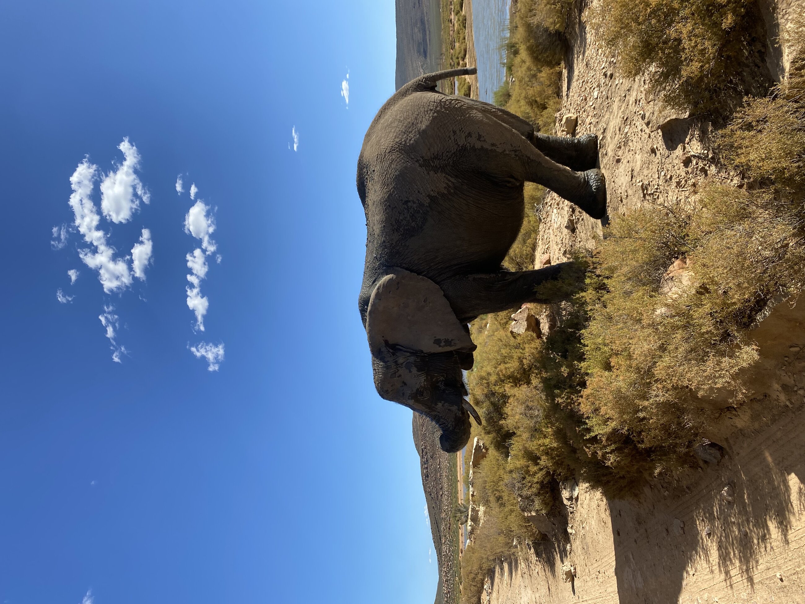 Safari