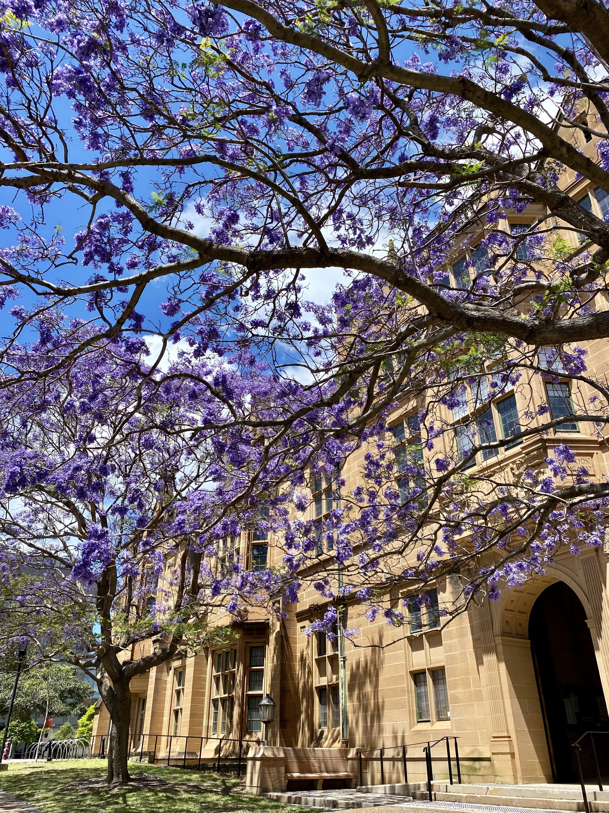 jacarandas on campus