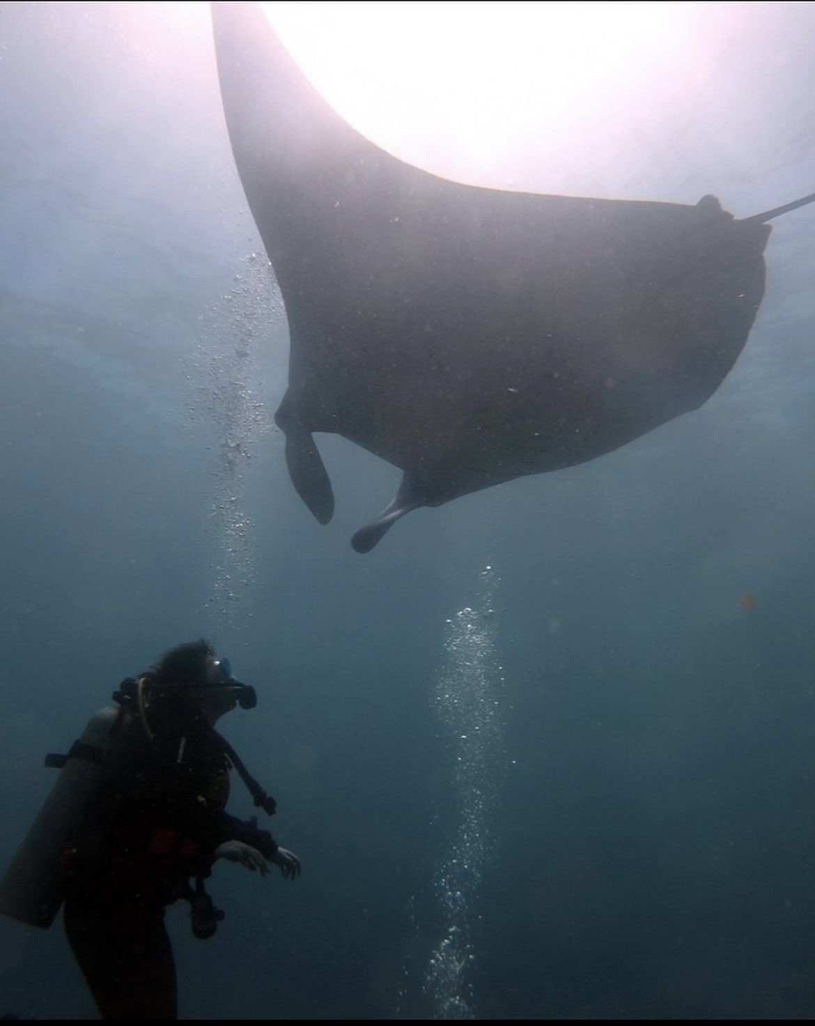 Reef Manta!