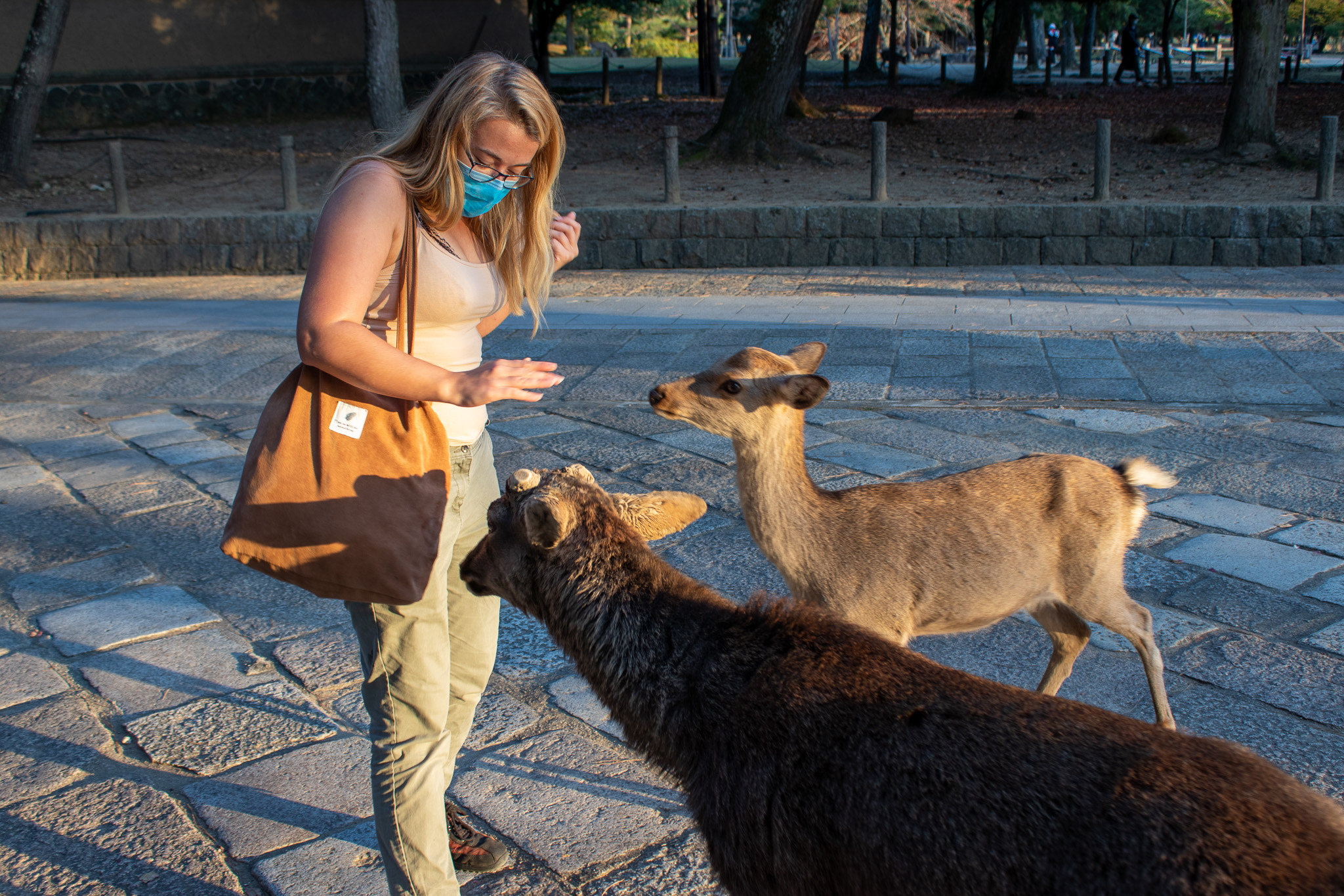 Deer At Nara Park