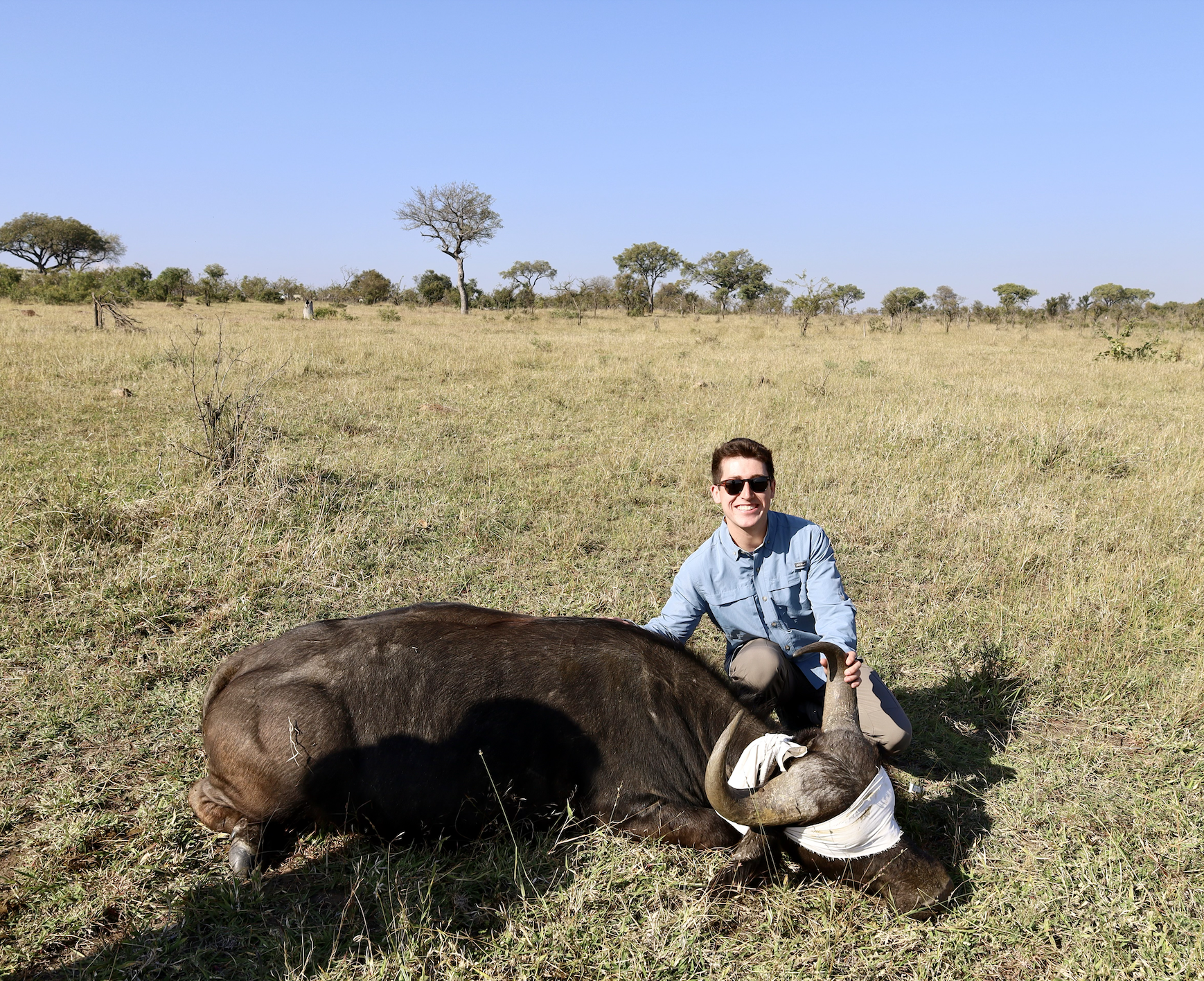 Buffalo Capture