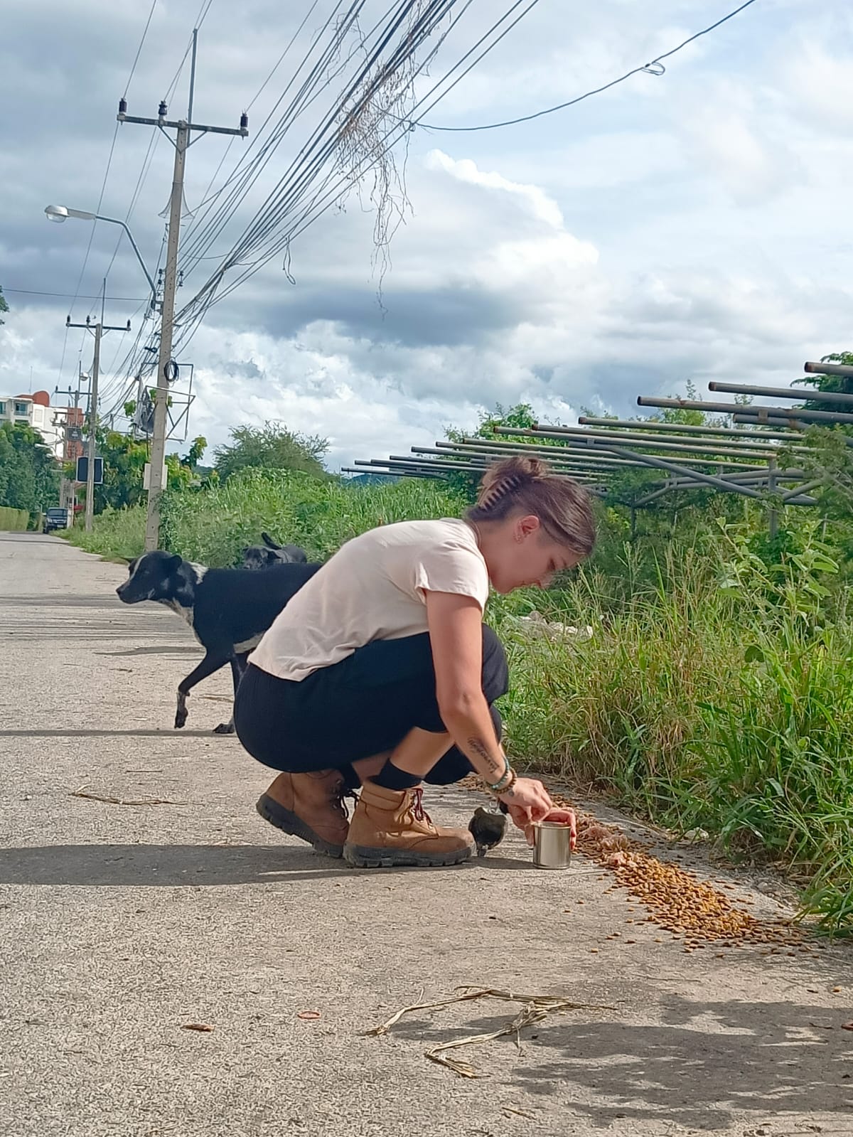 Feeding runs to the local packs