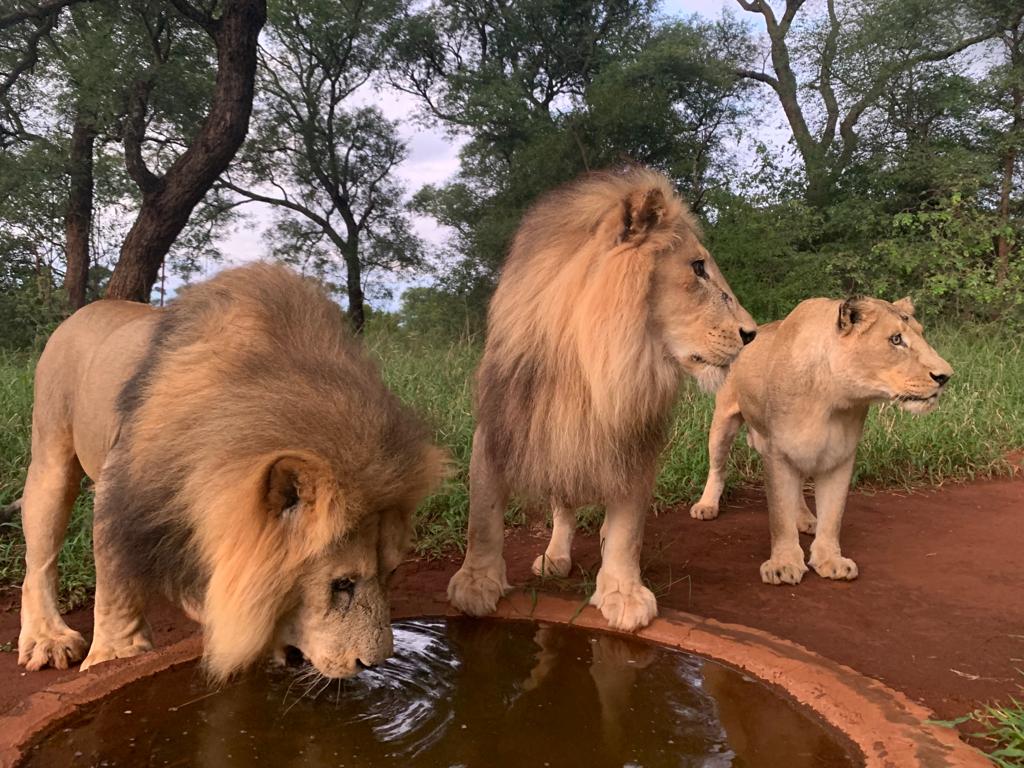 Lions at SanWild