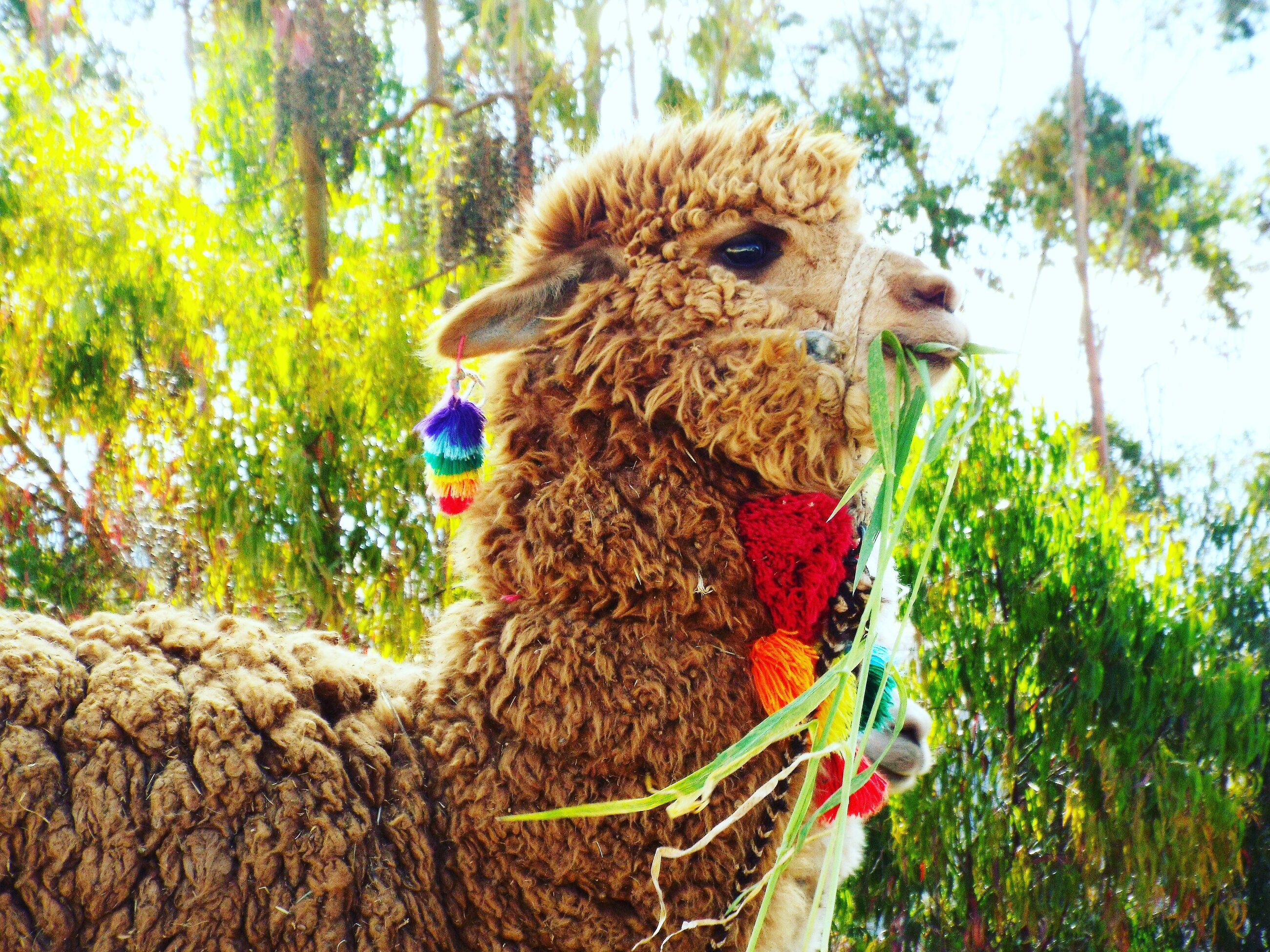 Llama 