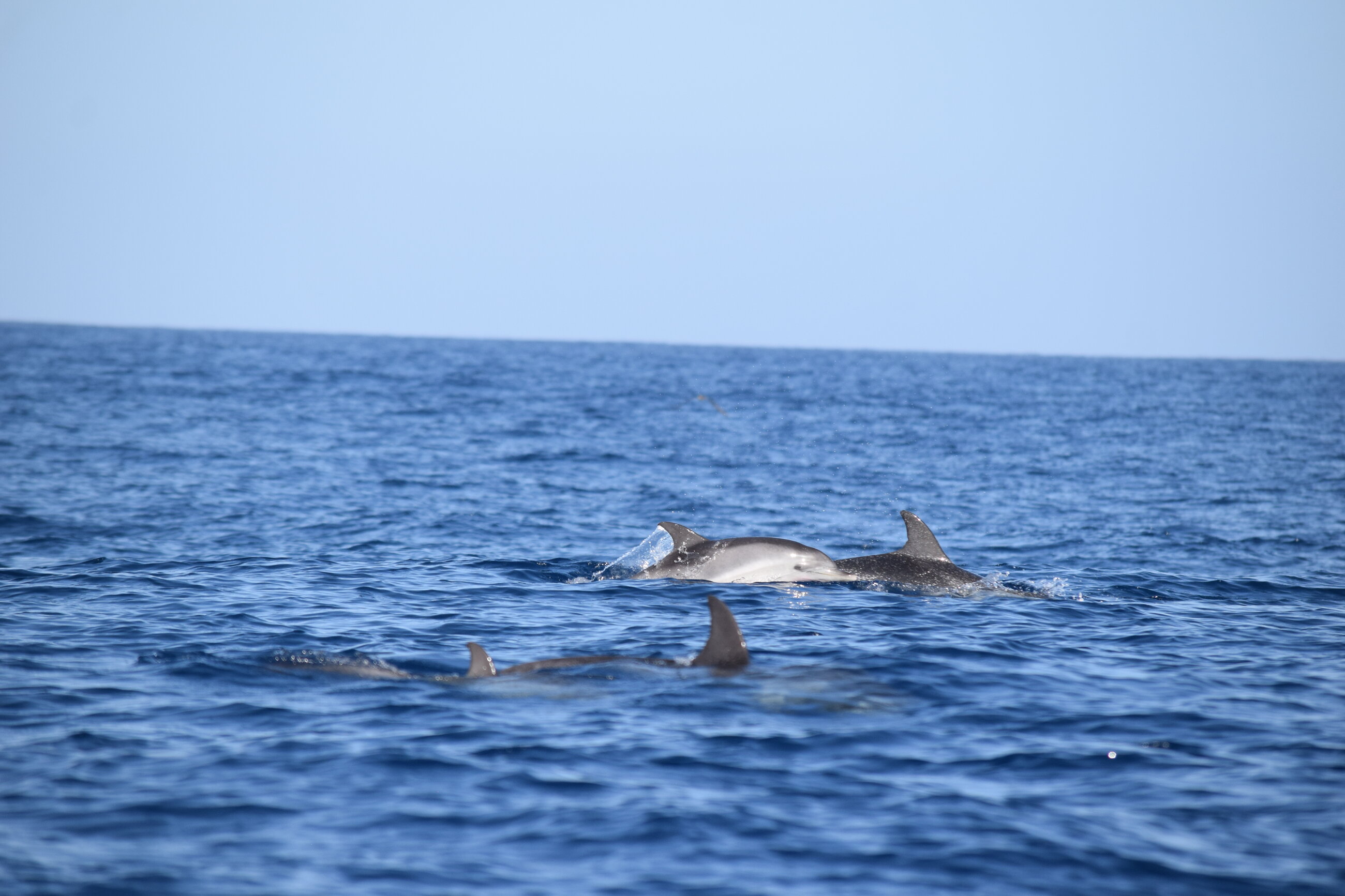 Atlantic Spotted Dolphin breaching among Cory's Shearwaters