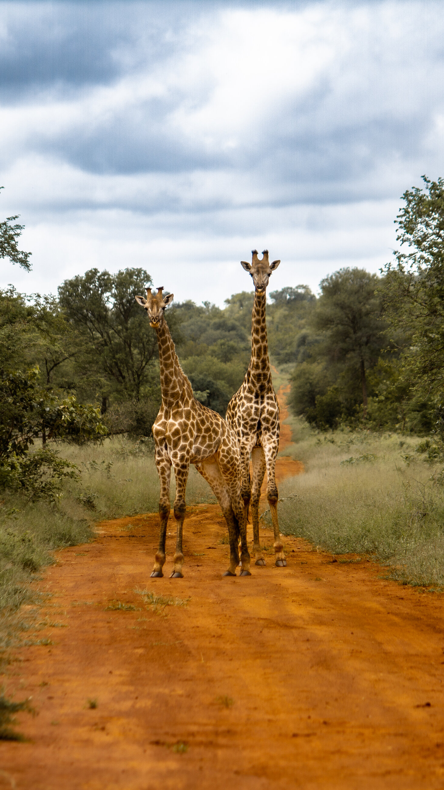 Giraffes at Sanwild