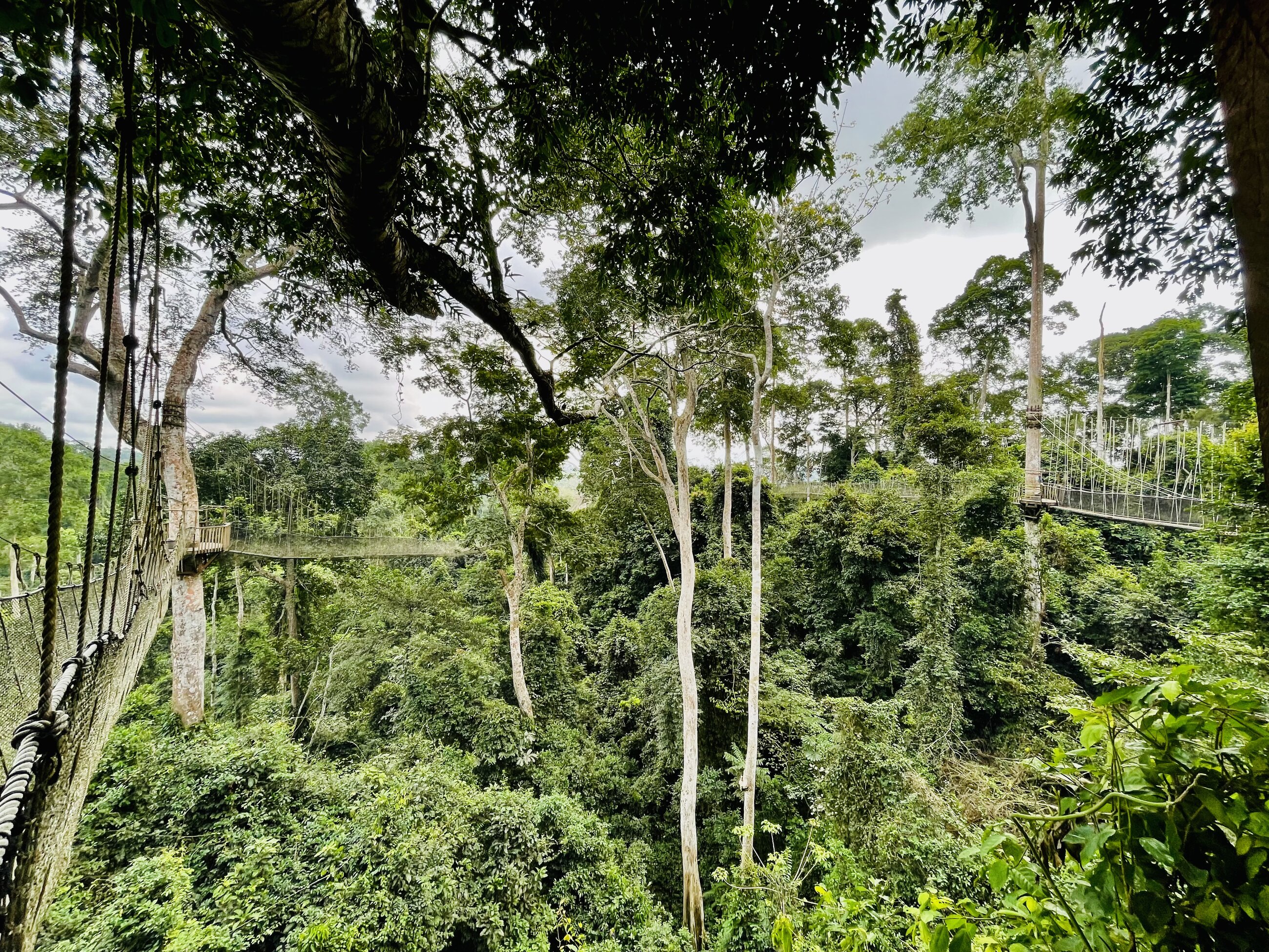  The canopy walk at the Cape Coast excursion. 