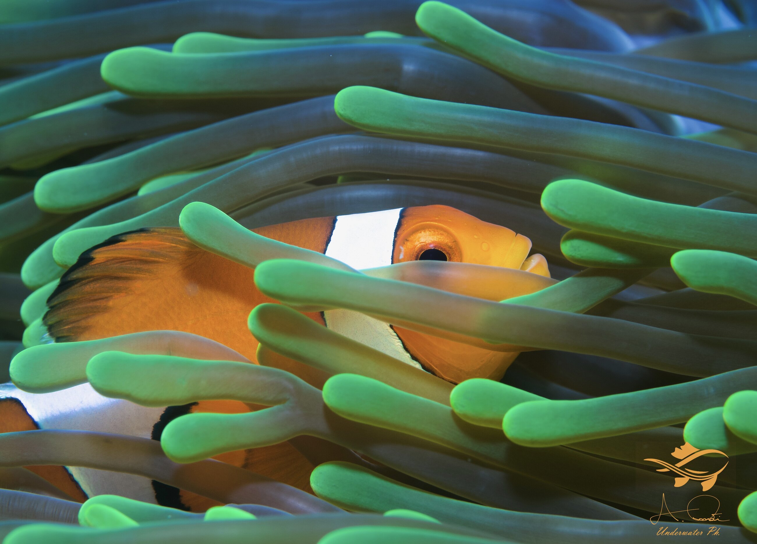 Clownfish  
