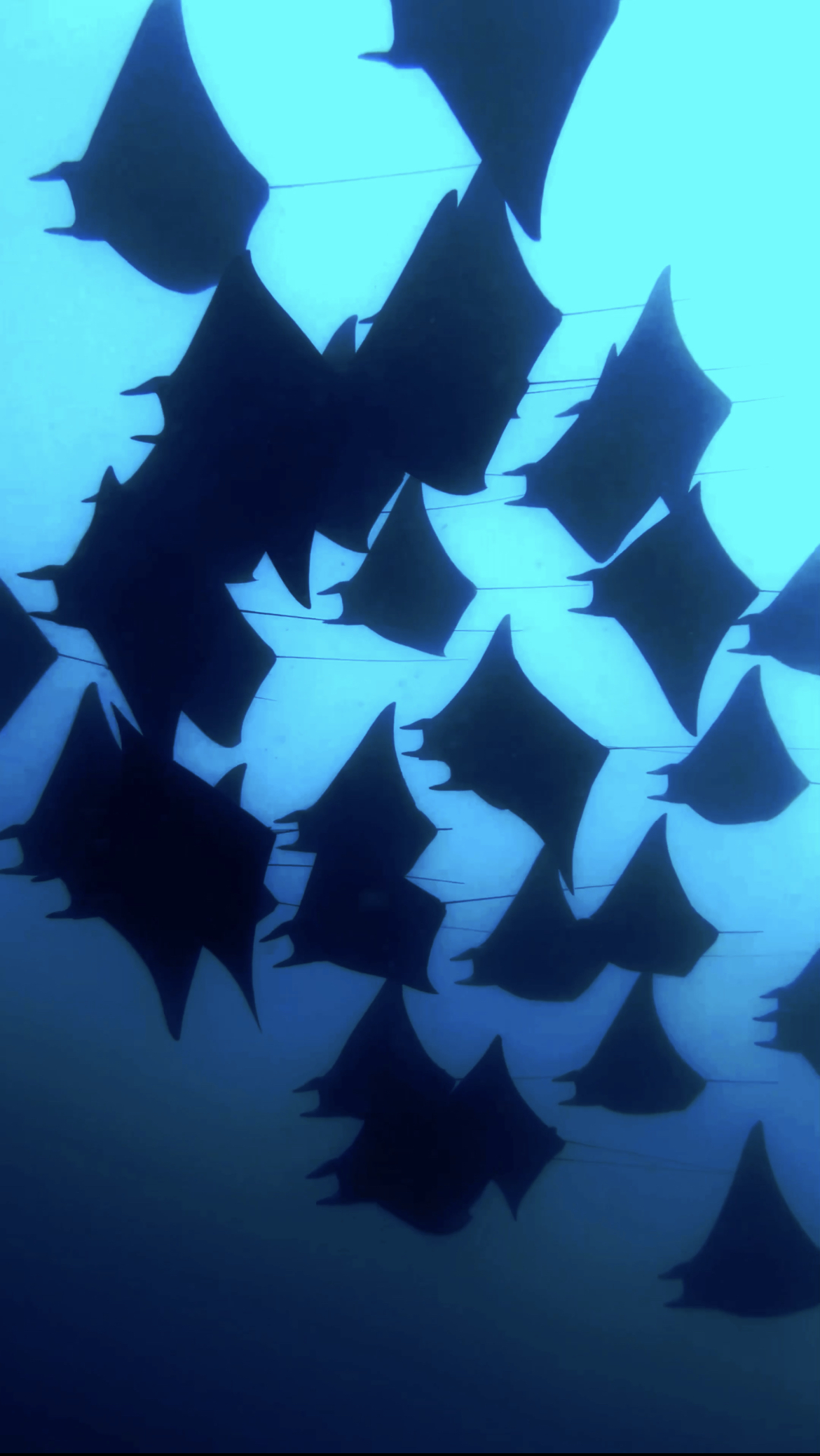 33 mobulas schooling
