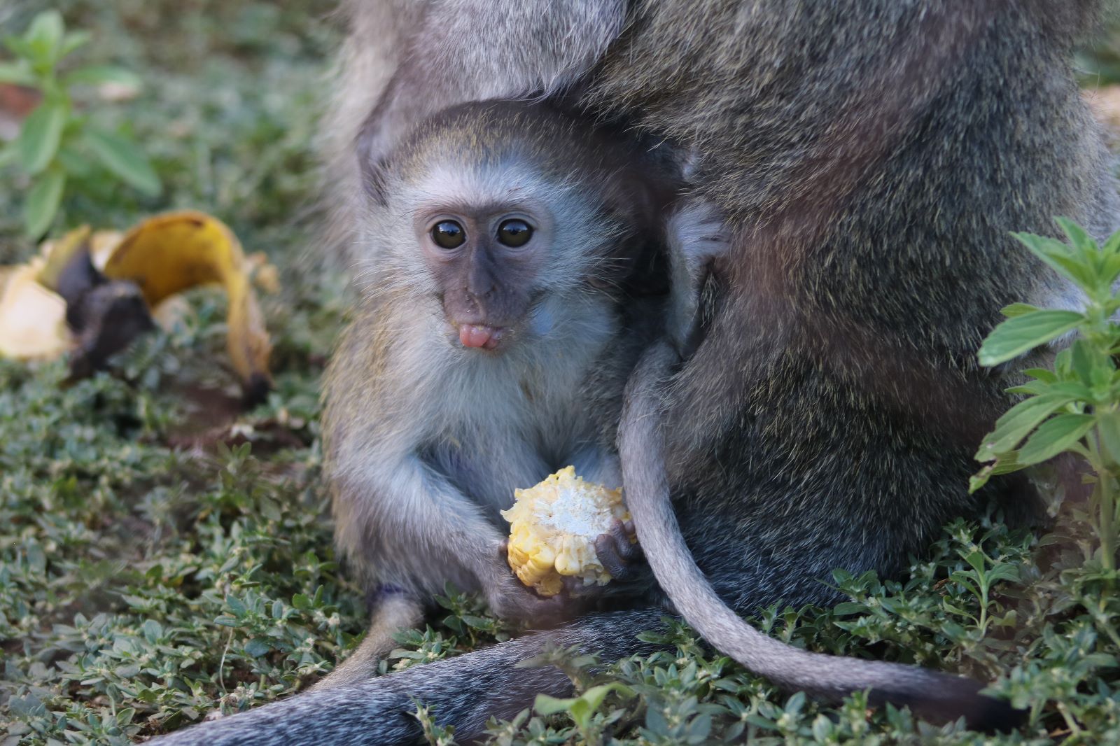 Coco, an orphan baby who we released into a troop after bonding with a foster mother.