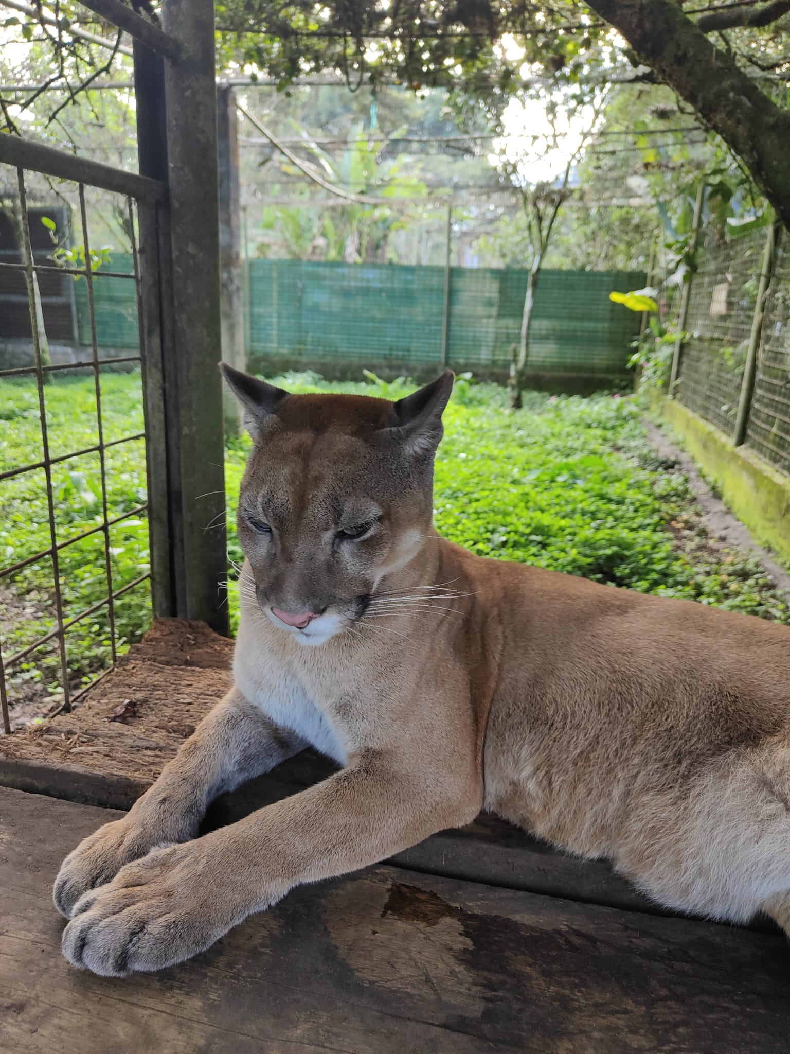 Puma