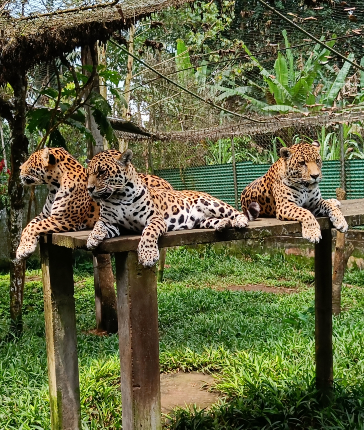 Jaguars