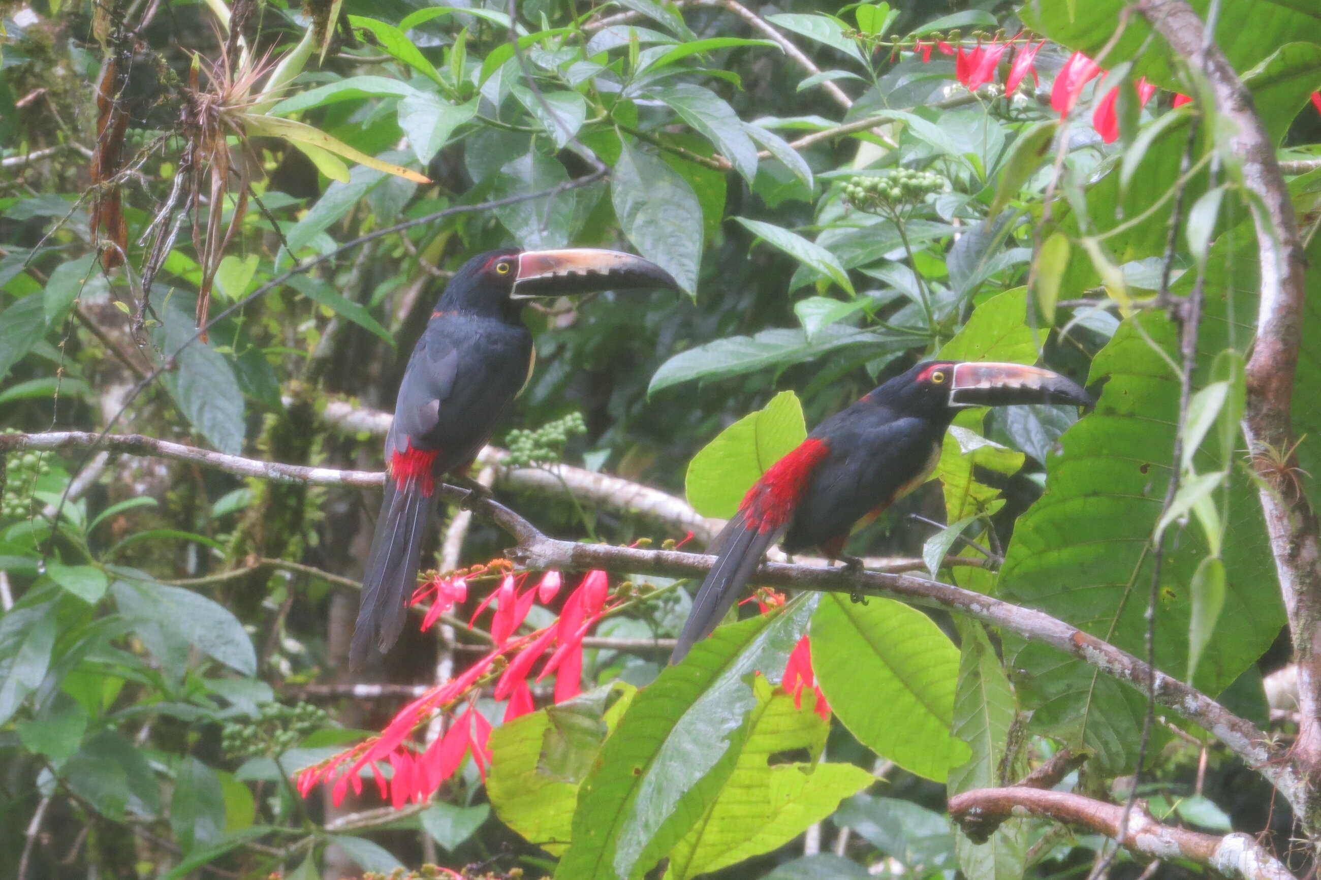 collared aracari seen through the classroom window!