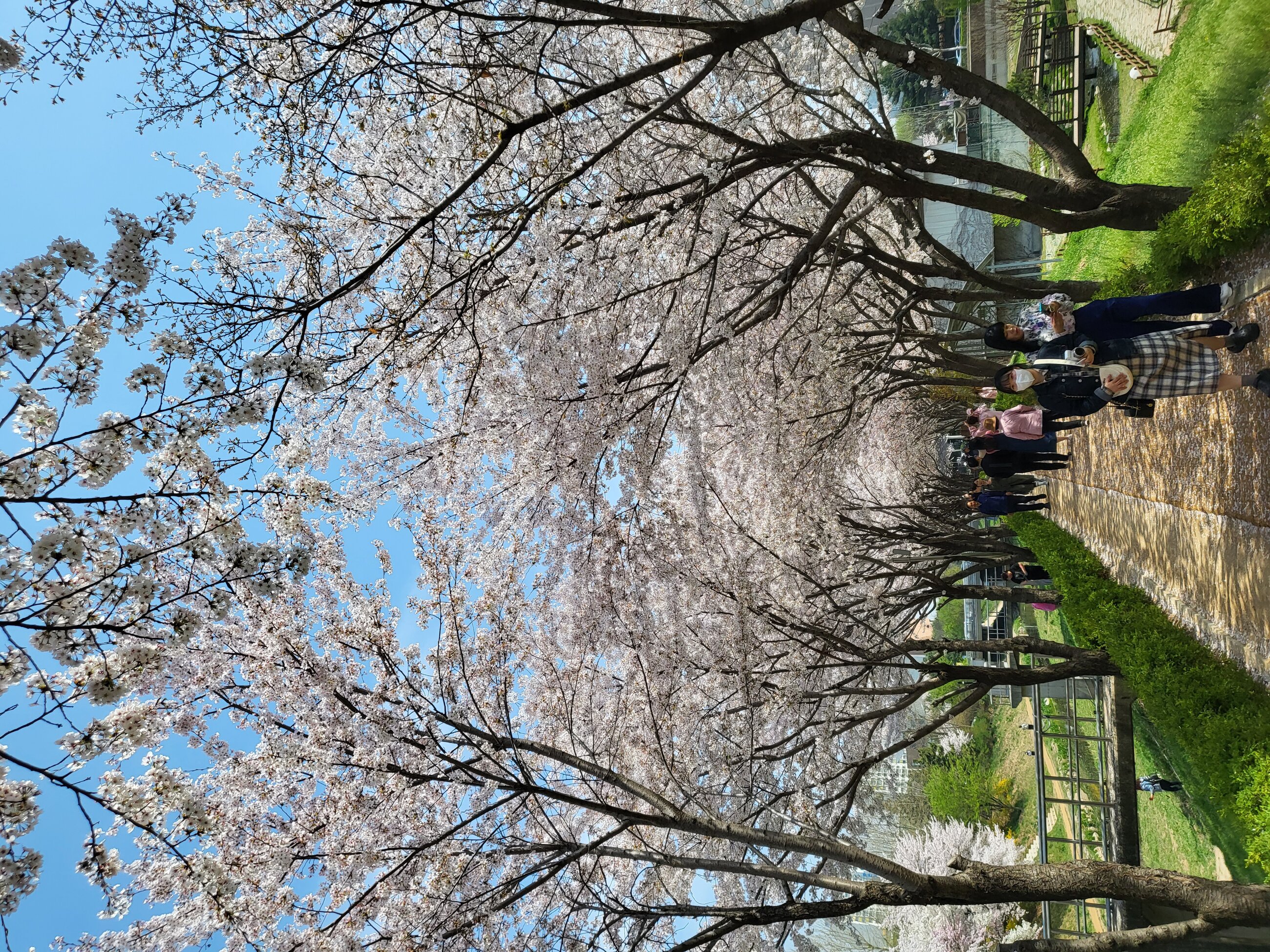 Cherry blossoms!