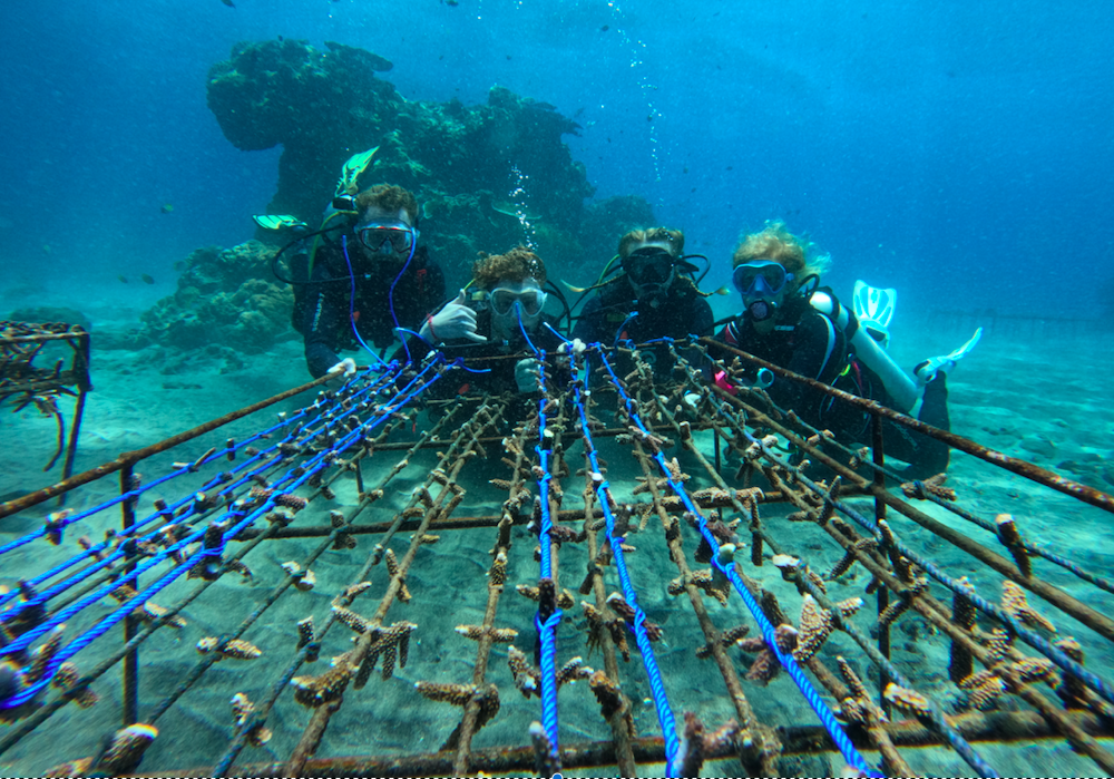 Coral restoration