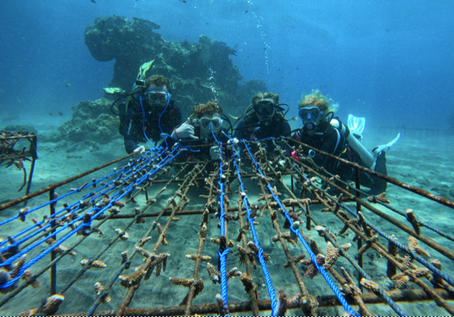 coral restoration