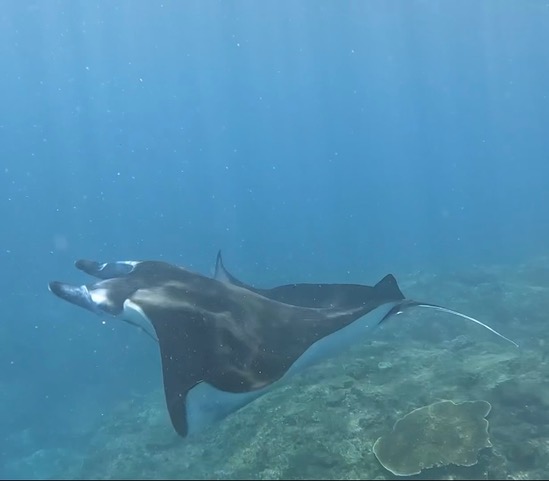 Reef manta