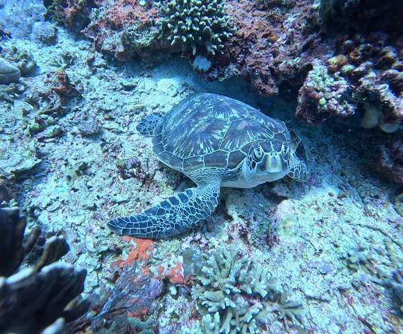 Green sea turtle