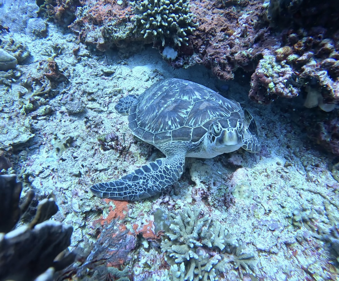 Green sea turtle