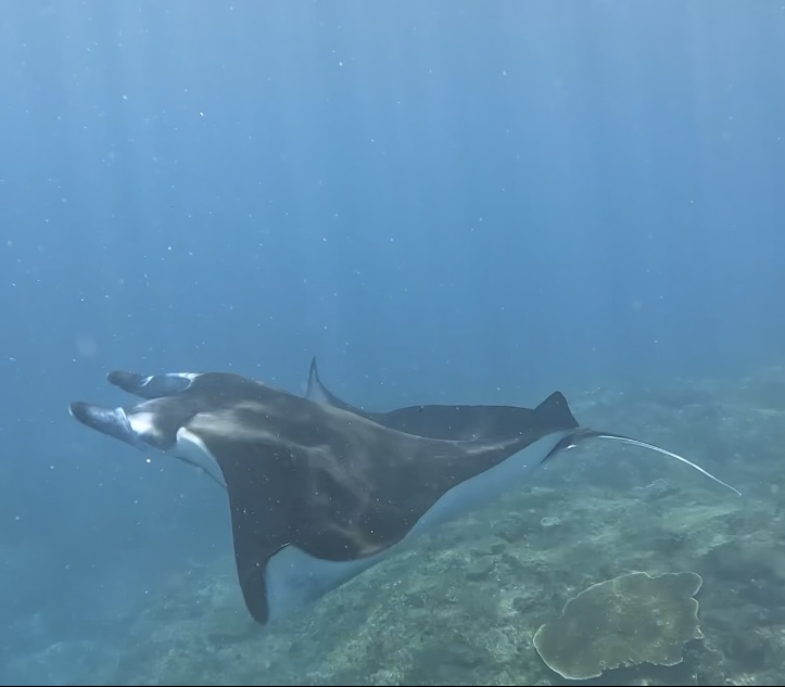 Reef manta