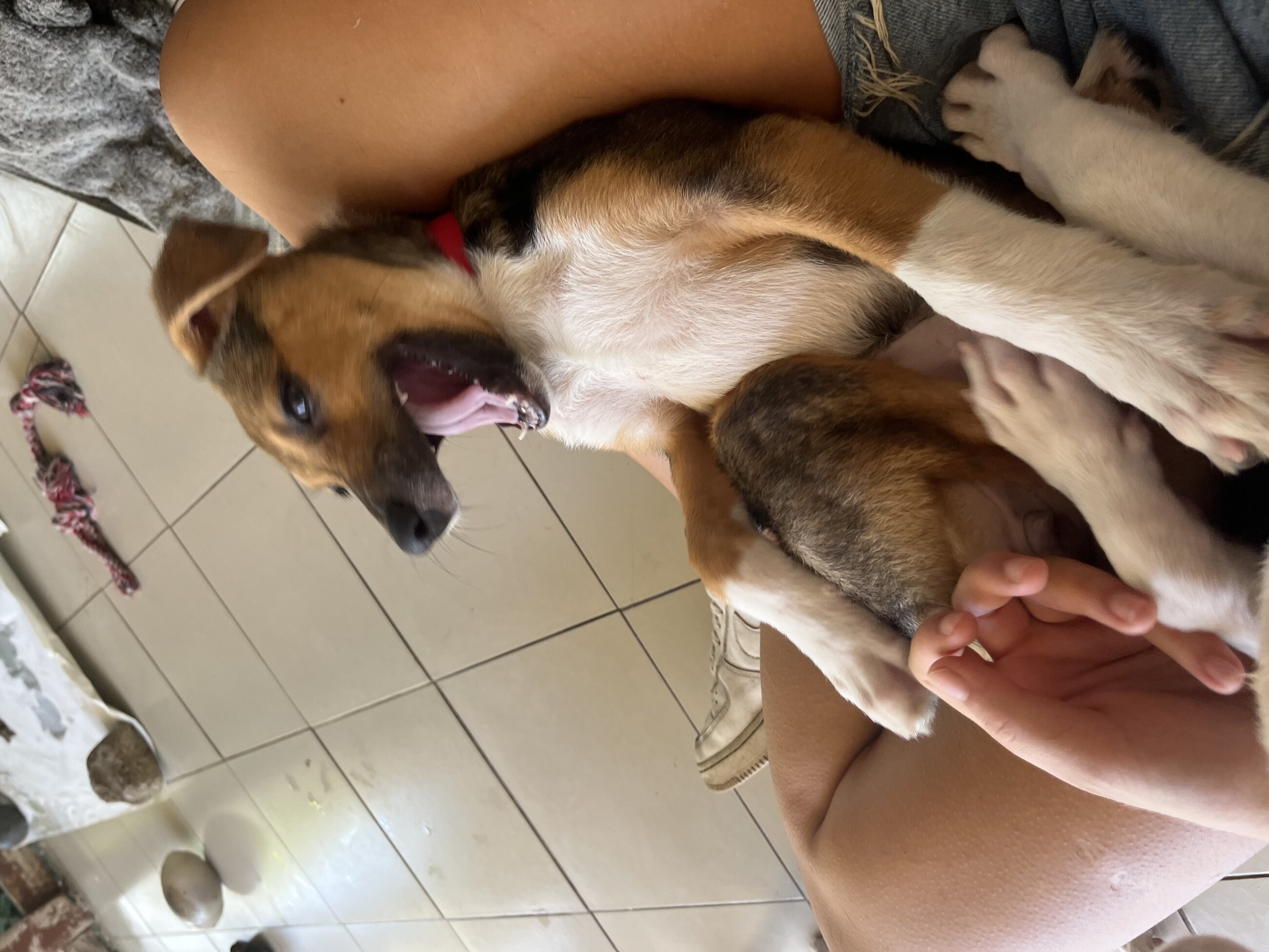 dogs