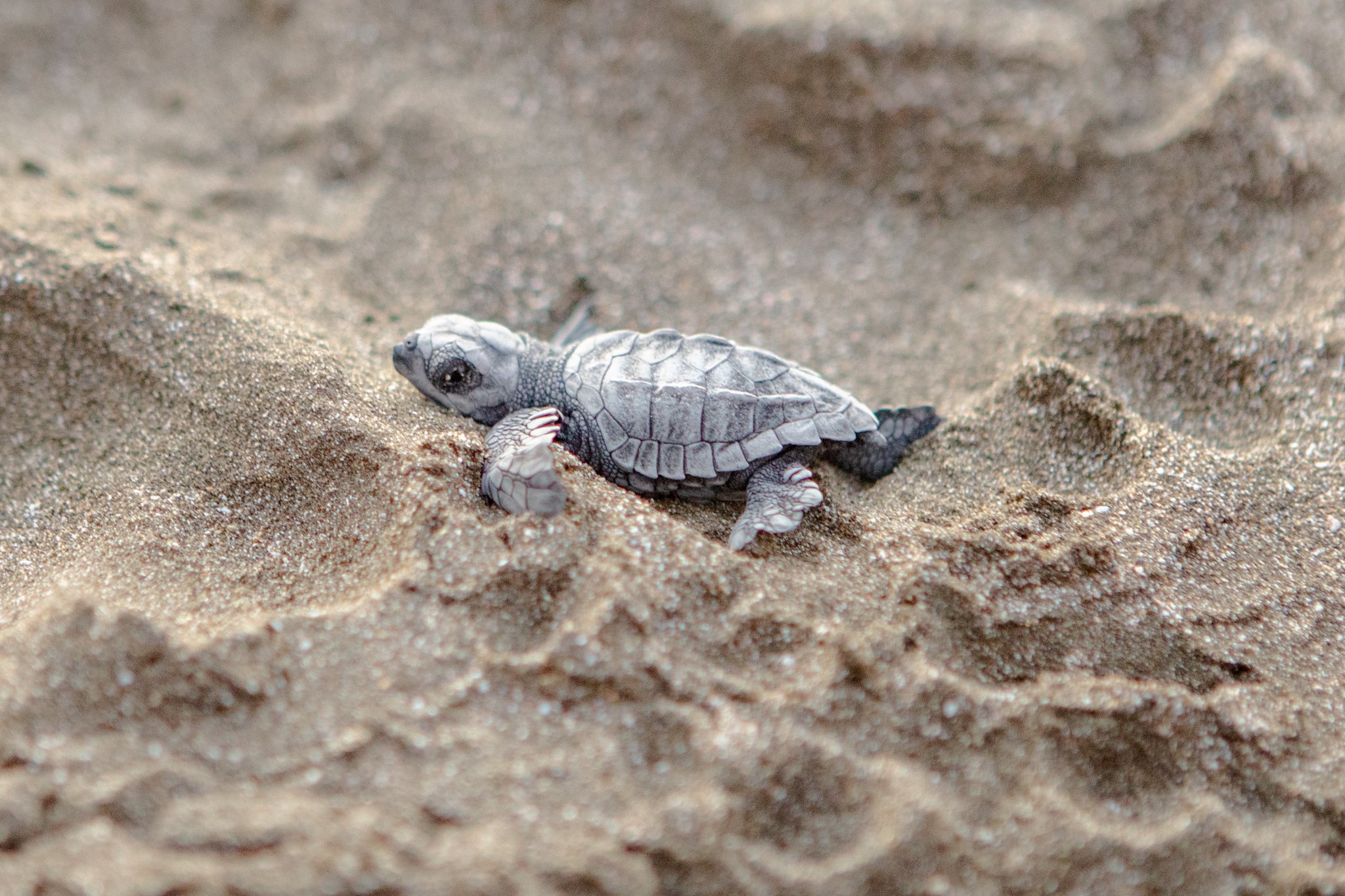 Olive Ridley hatchling being released