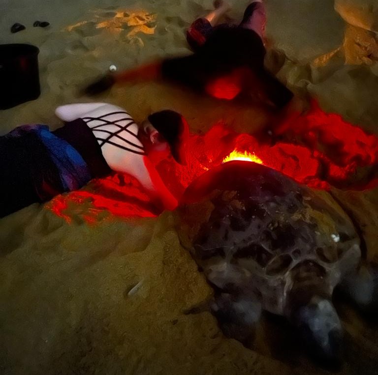 Relocating turtle eggs
