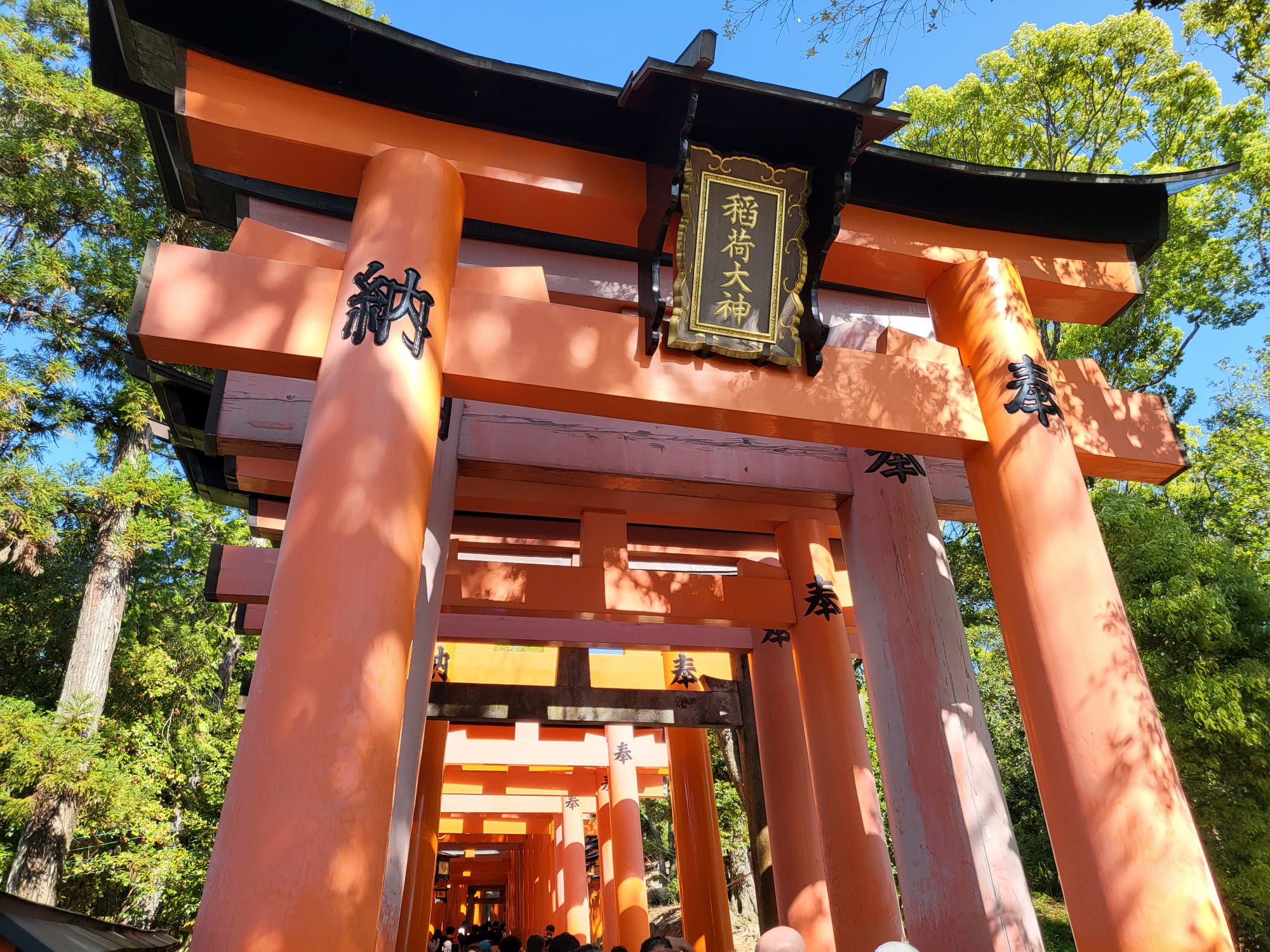 Torii Gates