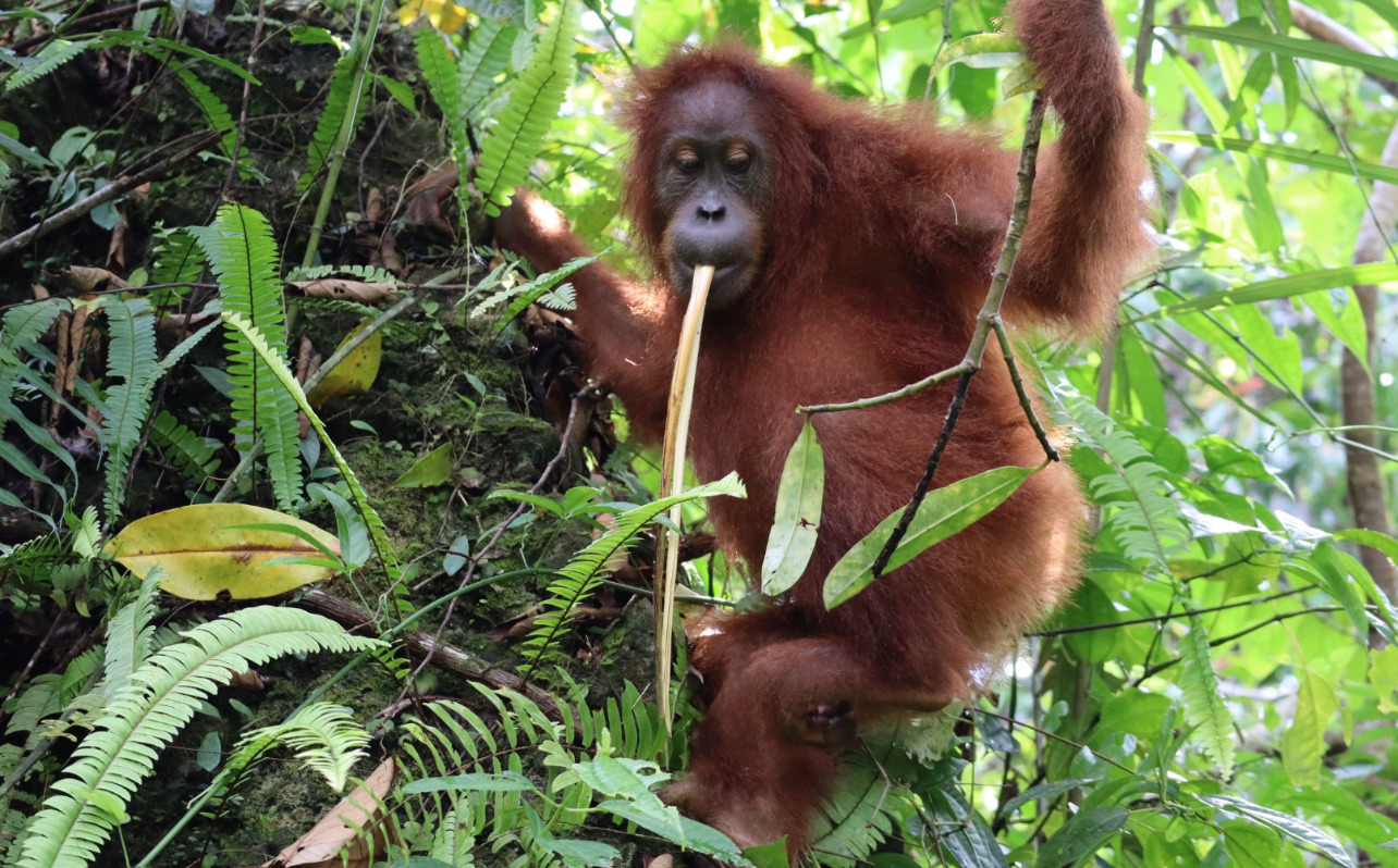 Orangutan in Sumatran jungle