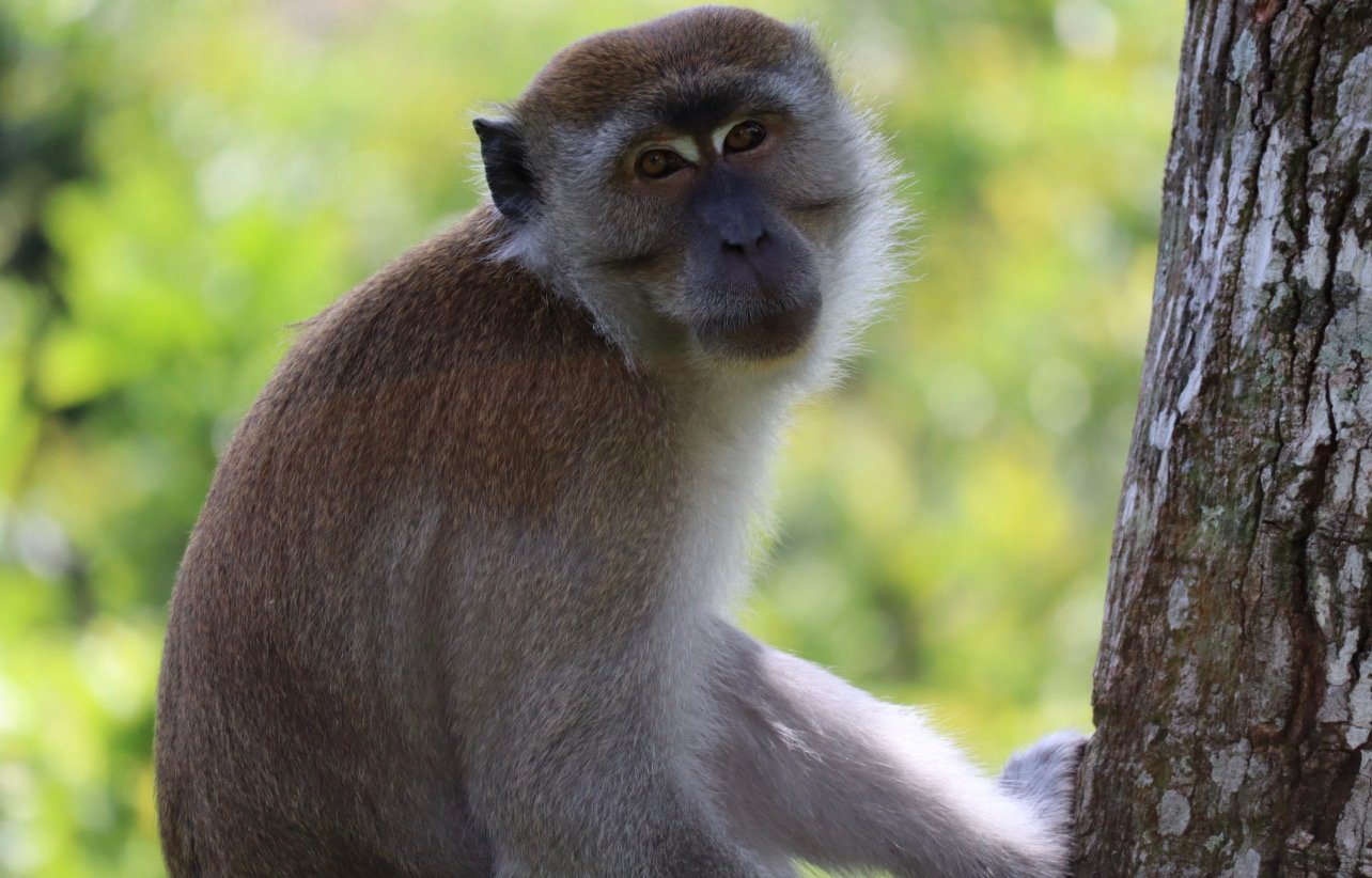 Monkey in Sumatra