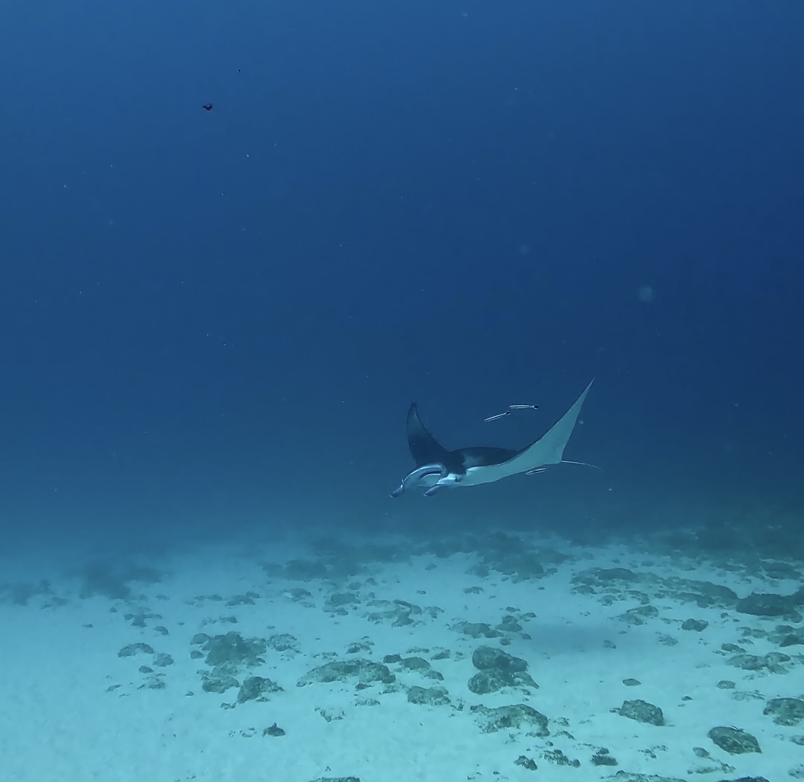 Manta