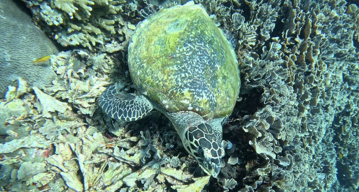 Turtle