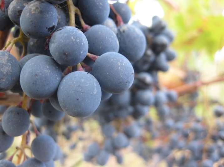 georgian vineyard