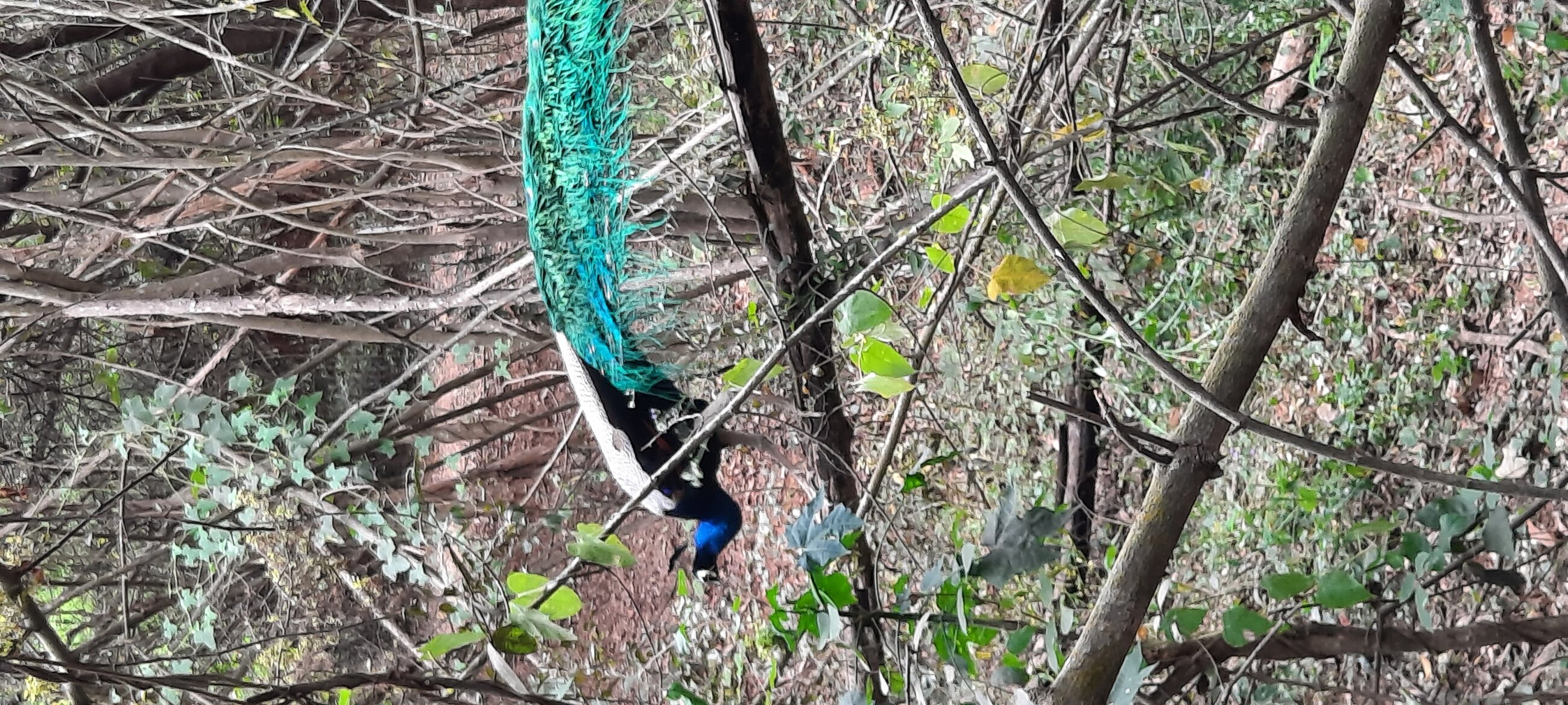 One of many residents