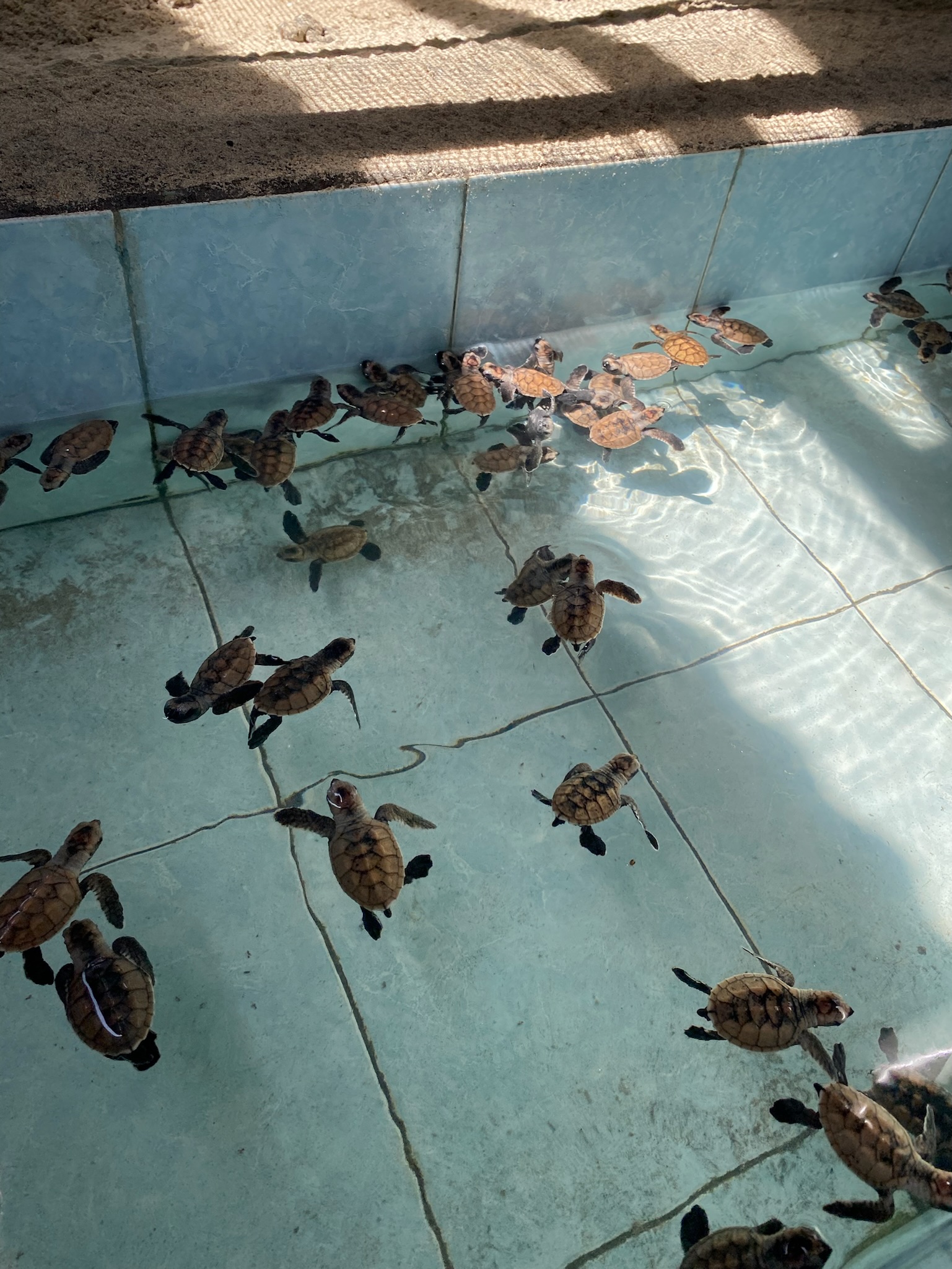 New baby turtle hatching