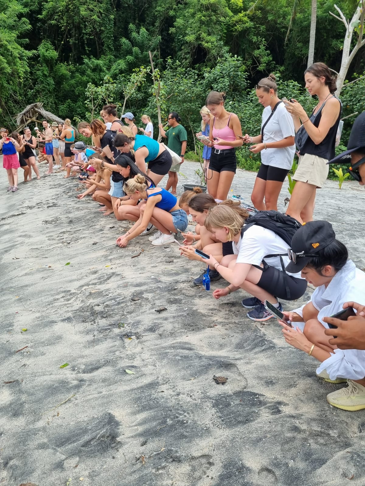 Turtle release