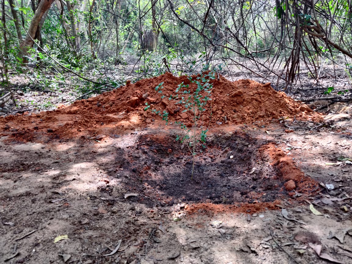 New baby sapling just planted with lots of love