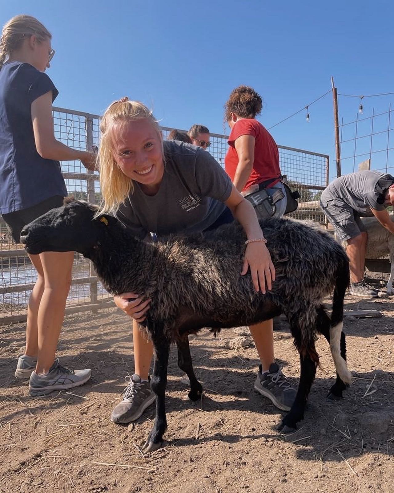 We helped wrangle and vaccinate their goats and Sheep 