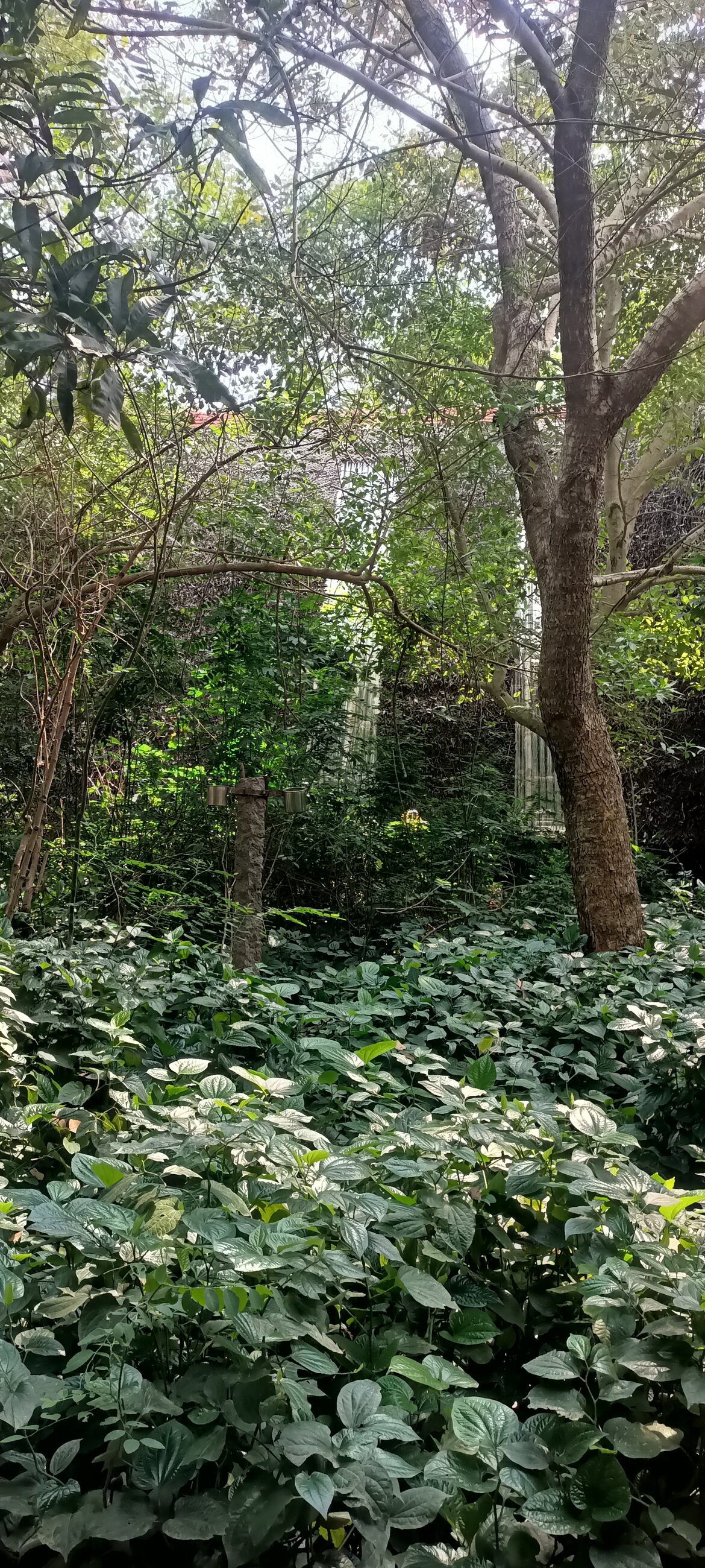 Sadhana Forest