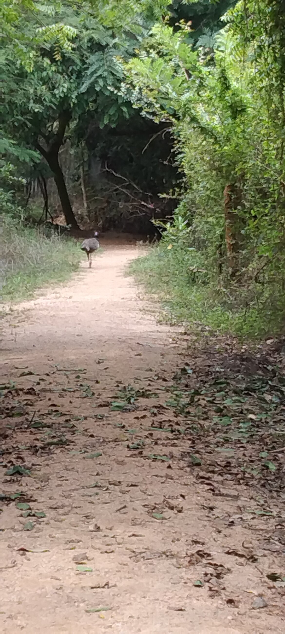 Peacock spotted