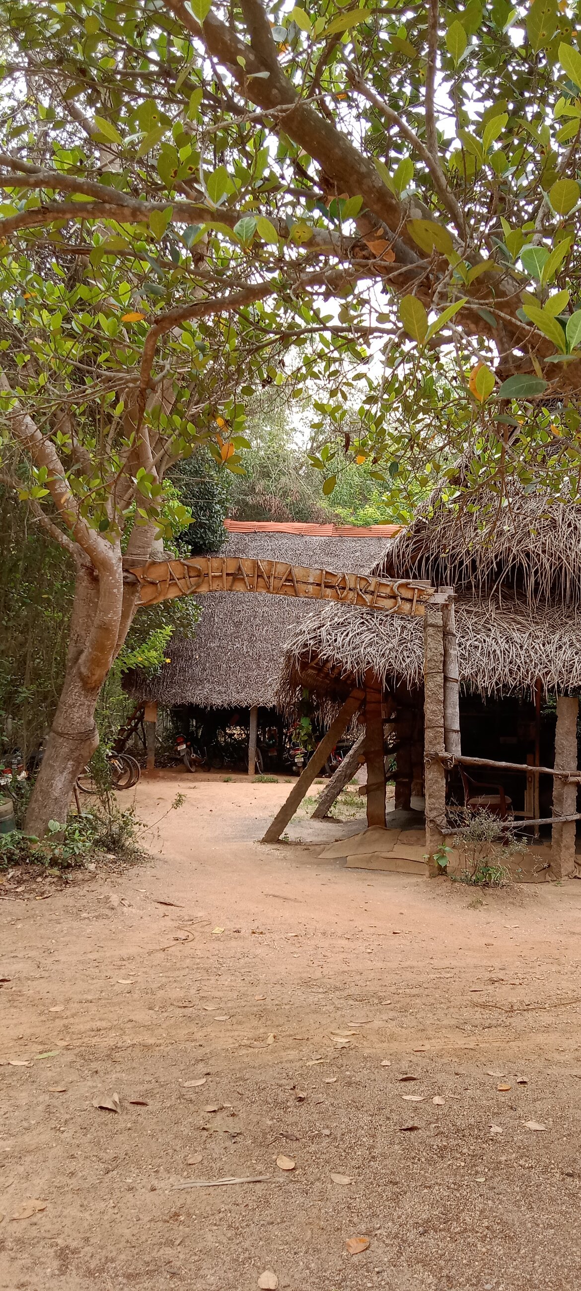 Sadhana Forest - rich and vibrant