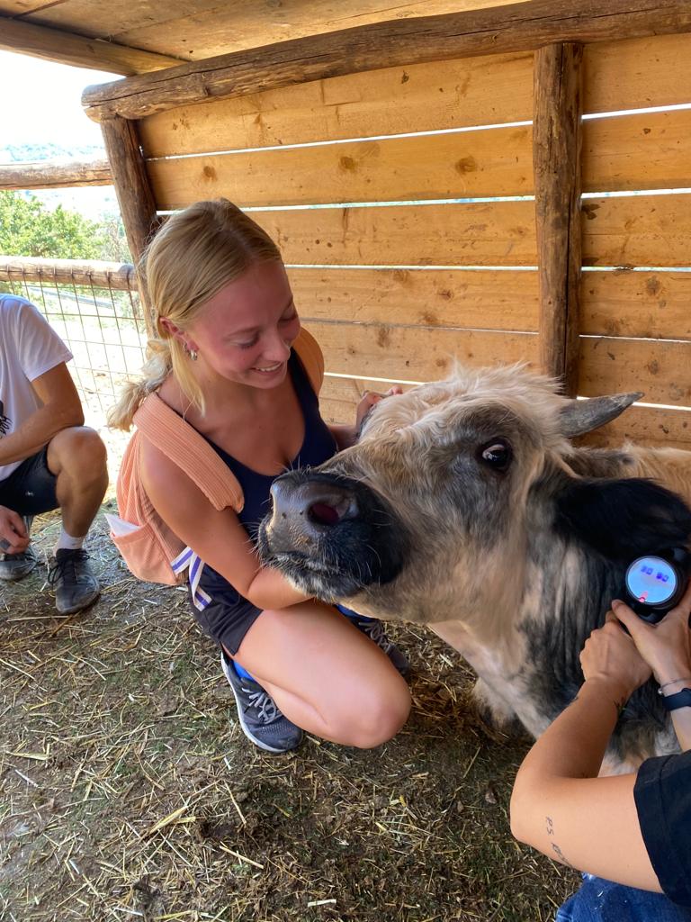 We learned about the physical therapy options for farm animals with injuries 