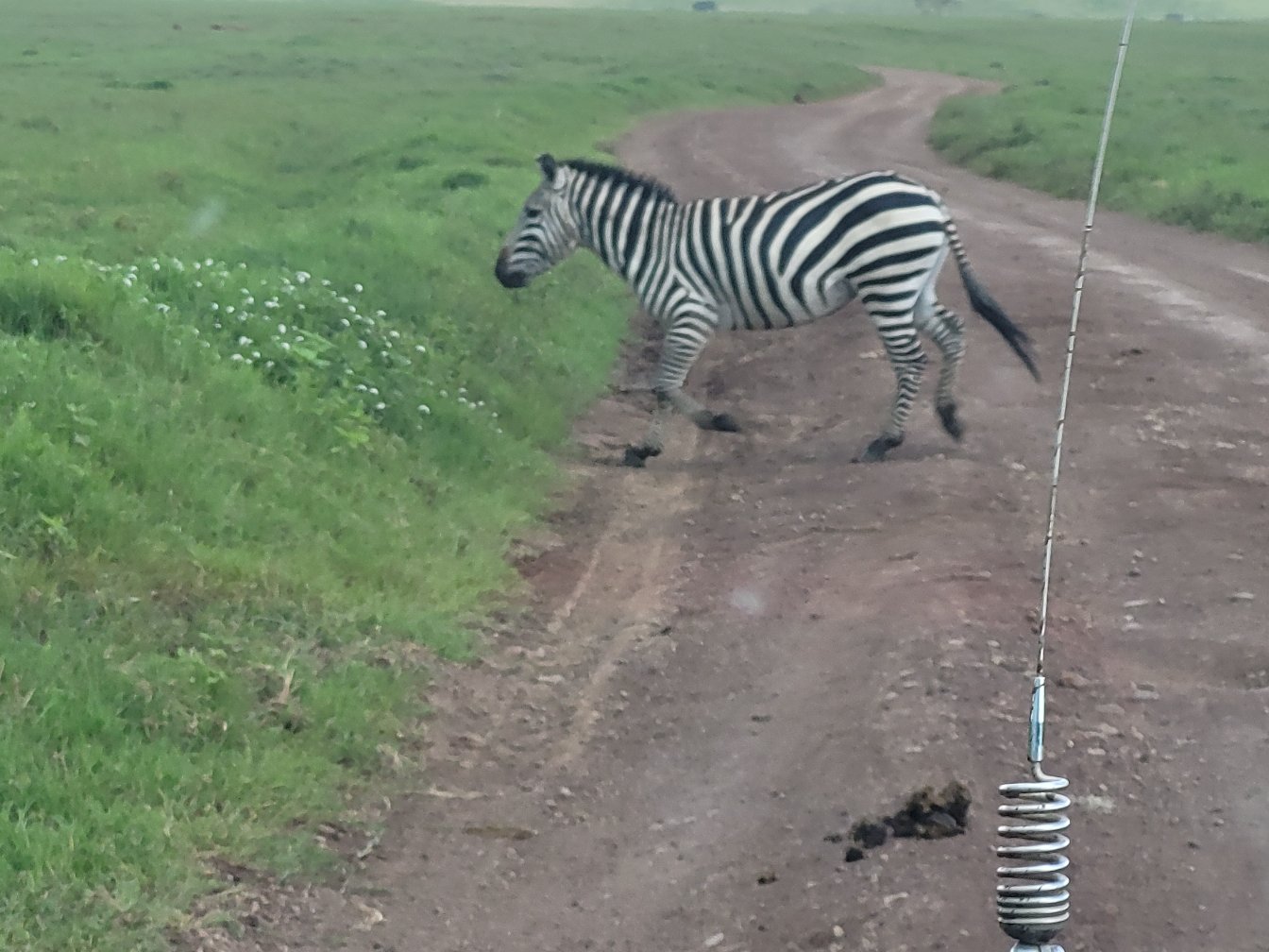 Safari
