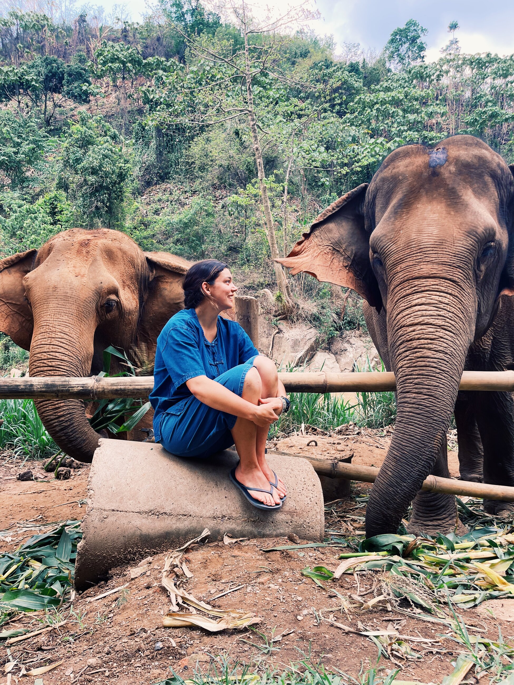Elephant experience