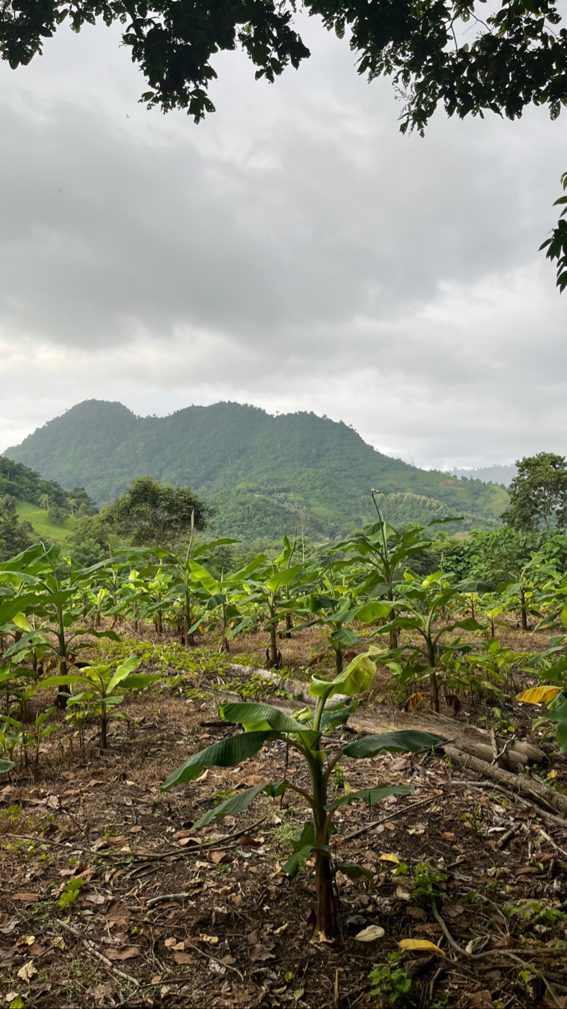 Shot from our hike through some of the last preserved parts on forest in this area with Profe Luis Andrade of Chone University