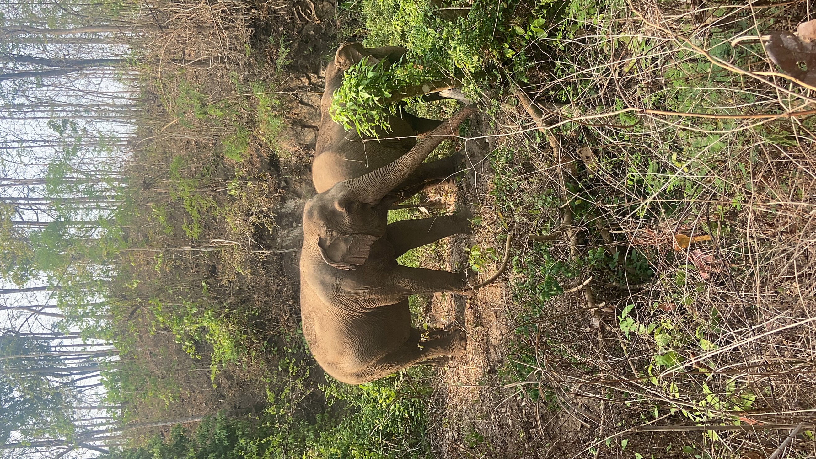 Elephant sanctuary 